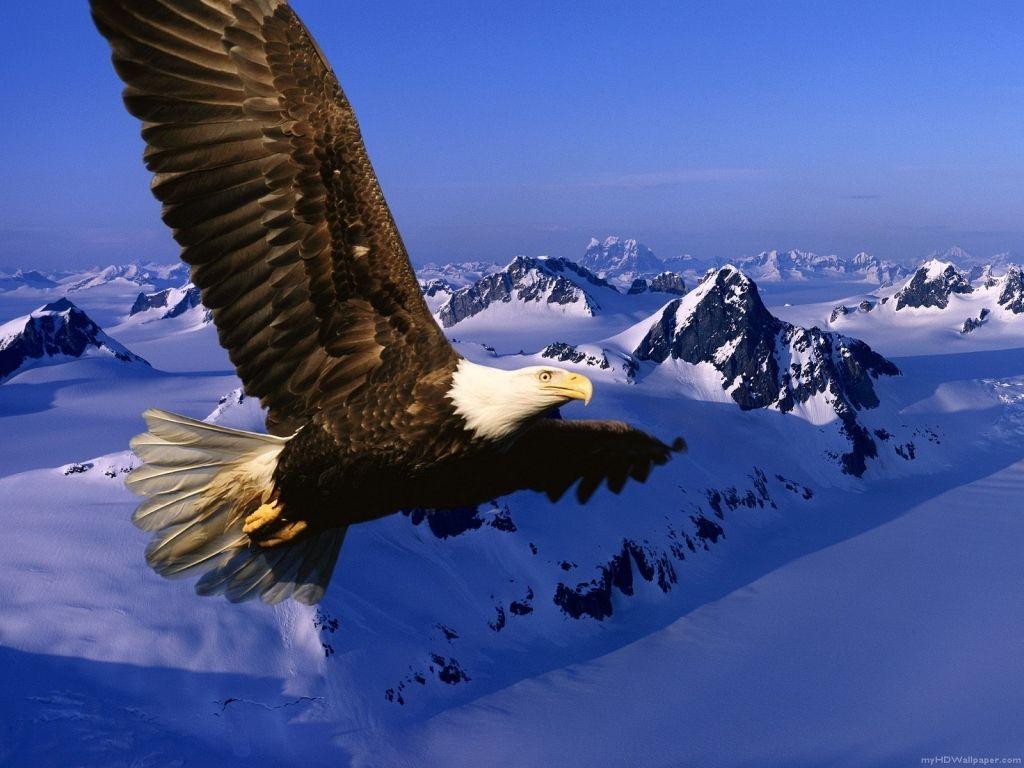 flying eagle over snowy mountain wallpaper