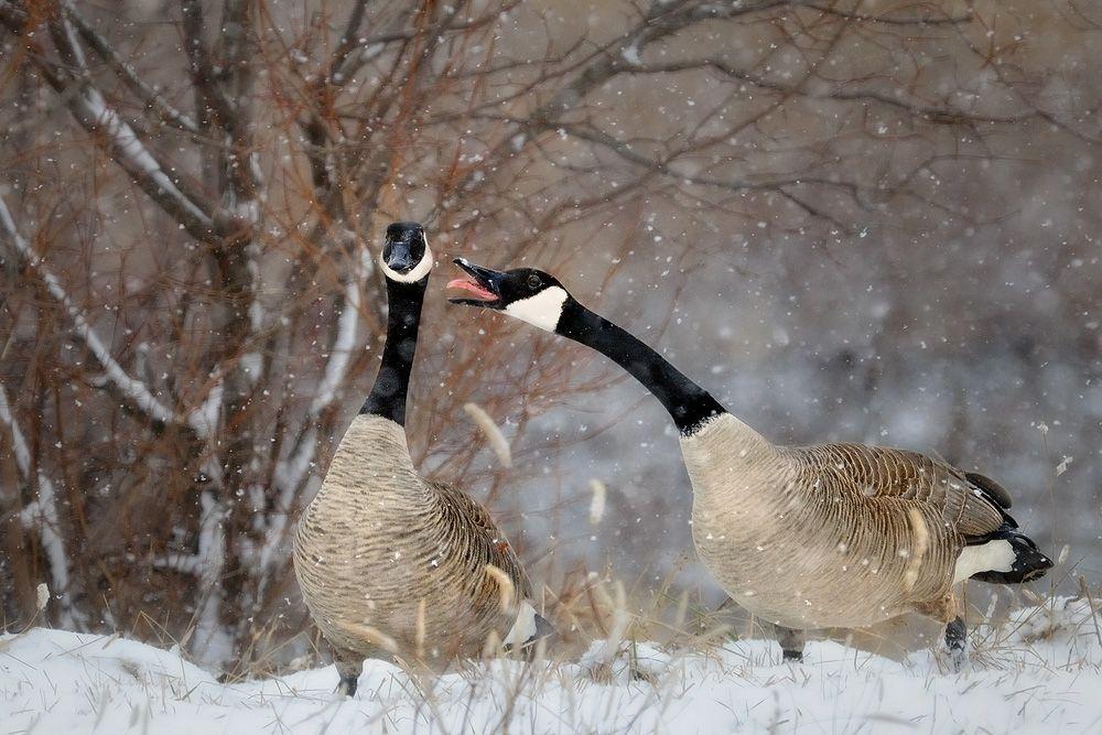 Yelling Geese