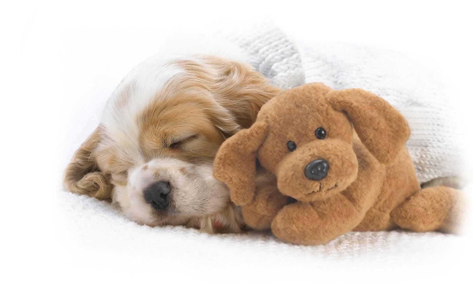 Cute Puppy Dogs Wallpapers