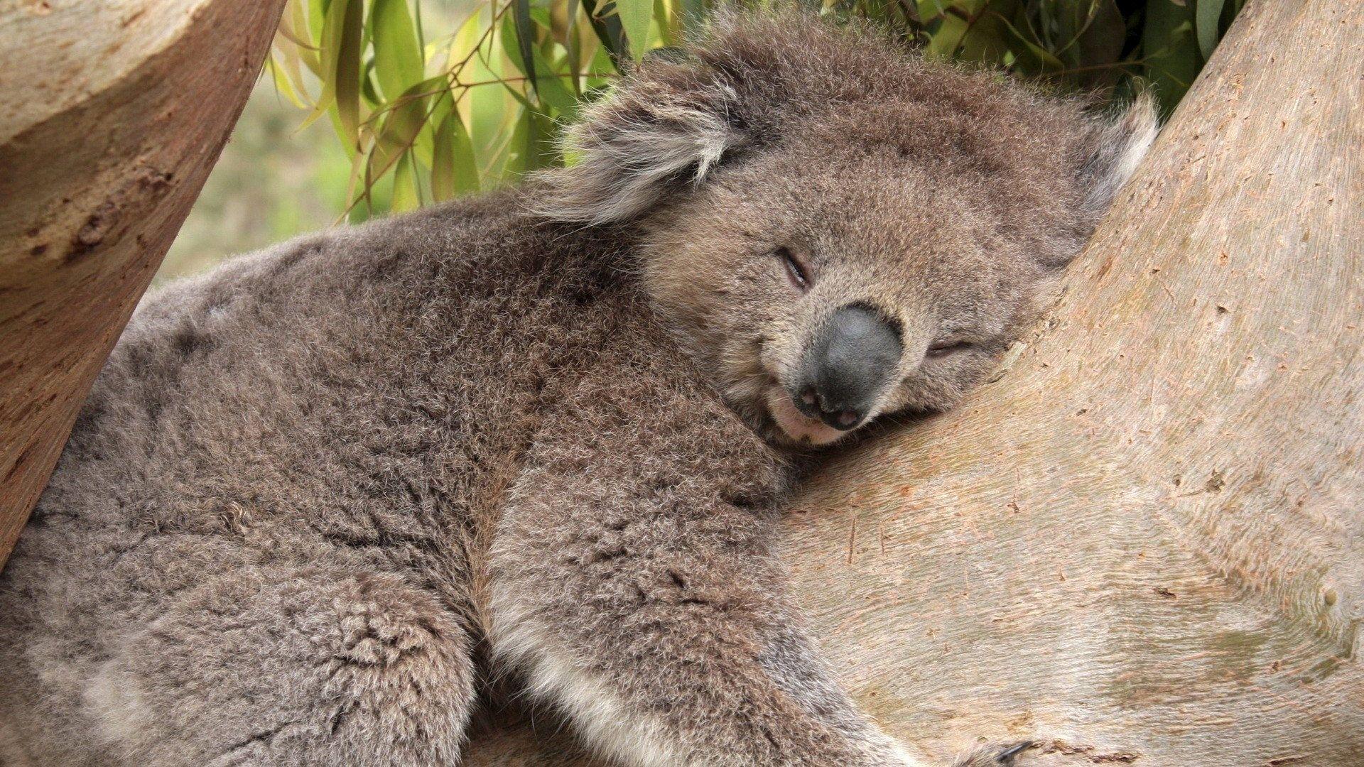 Wallpaper For > Koala Bear Sleeping Wallpaper