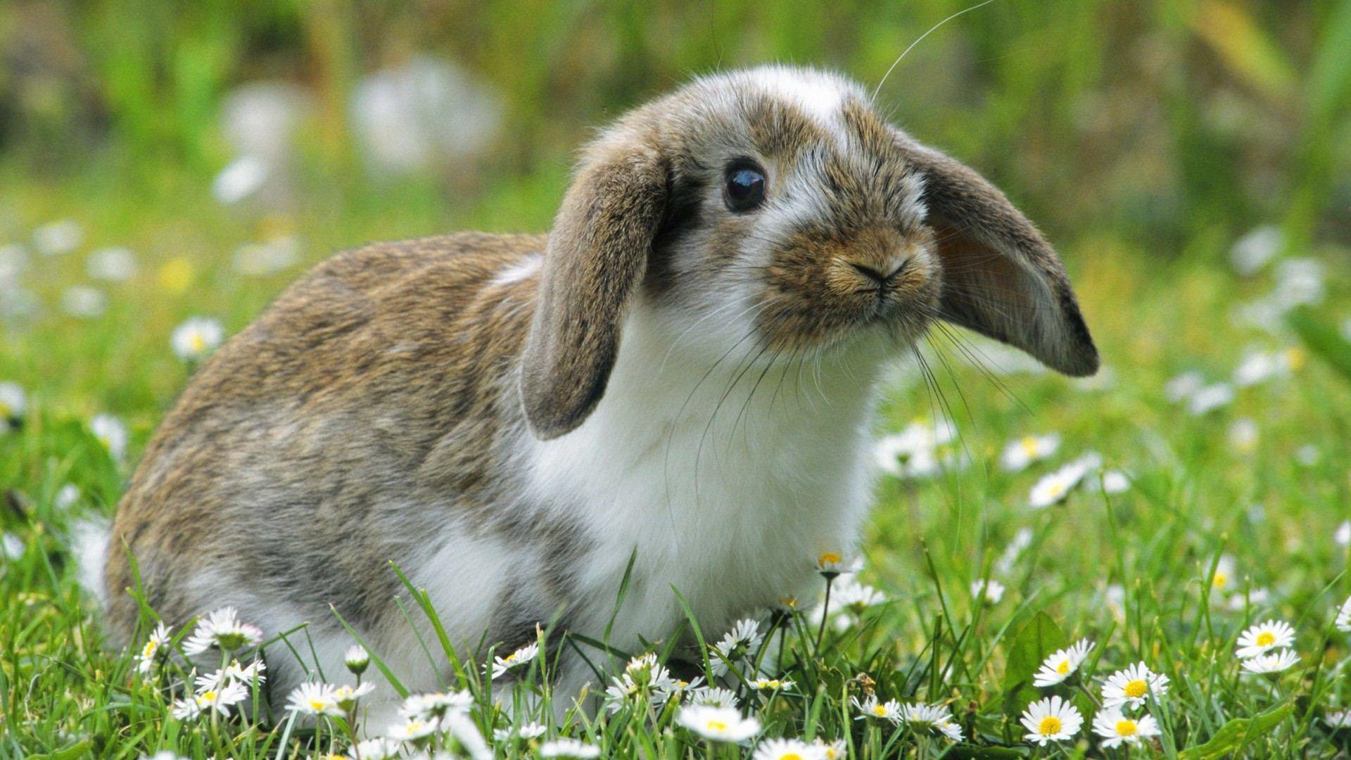 Download Bunny Wallpaper 9968 1920x1080 px High Resolution