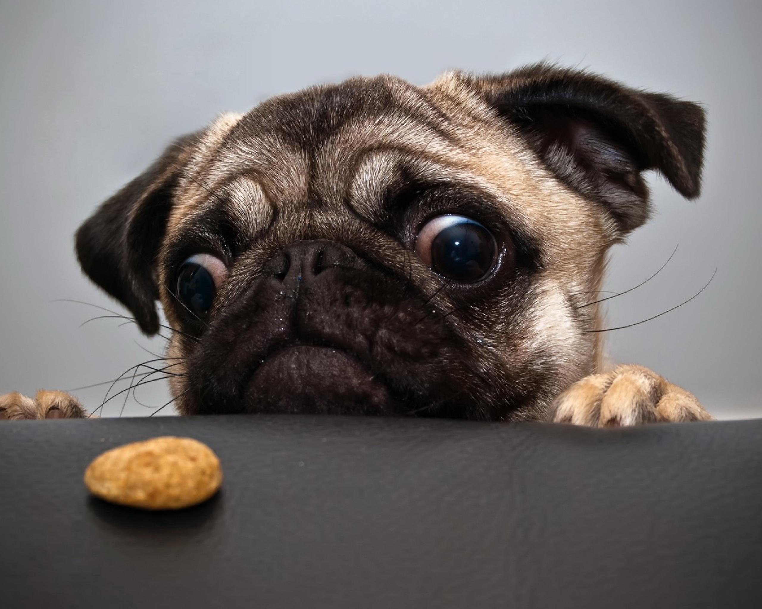 Funny Pug Animal And HD Resolutions Wallpaper, HQ Background