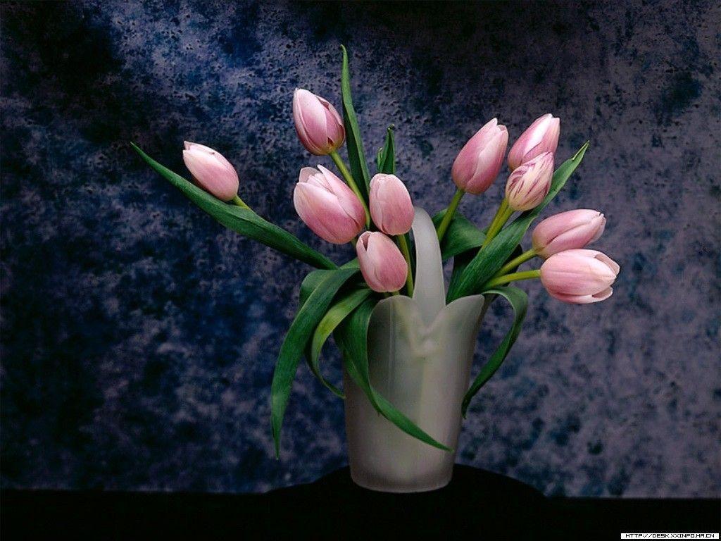 Wallpaper For > Pink Tulips Wallpaper