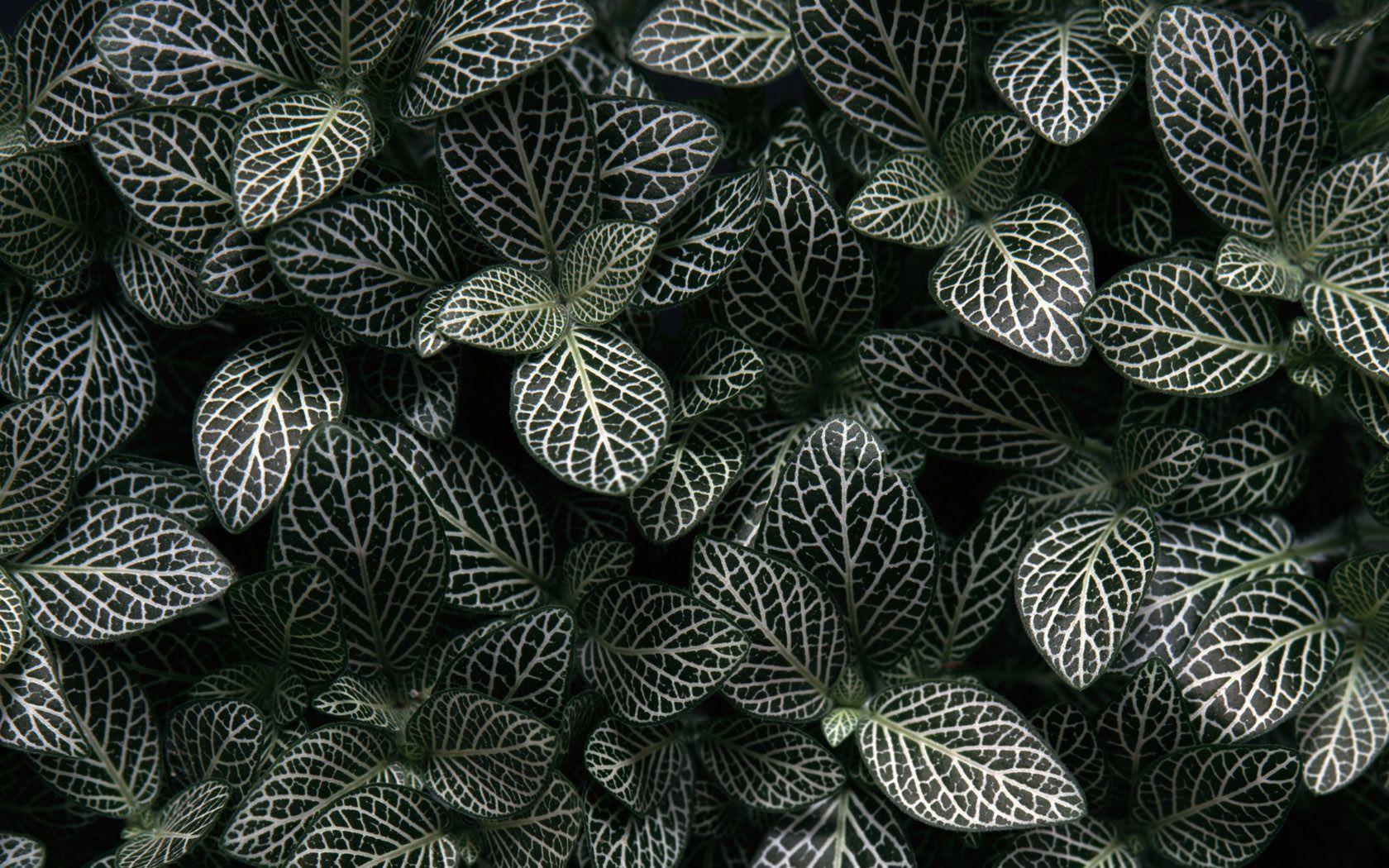 Leaf Shrub Super clear, Desktop Wallpaper_High Definition