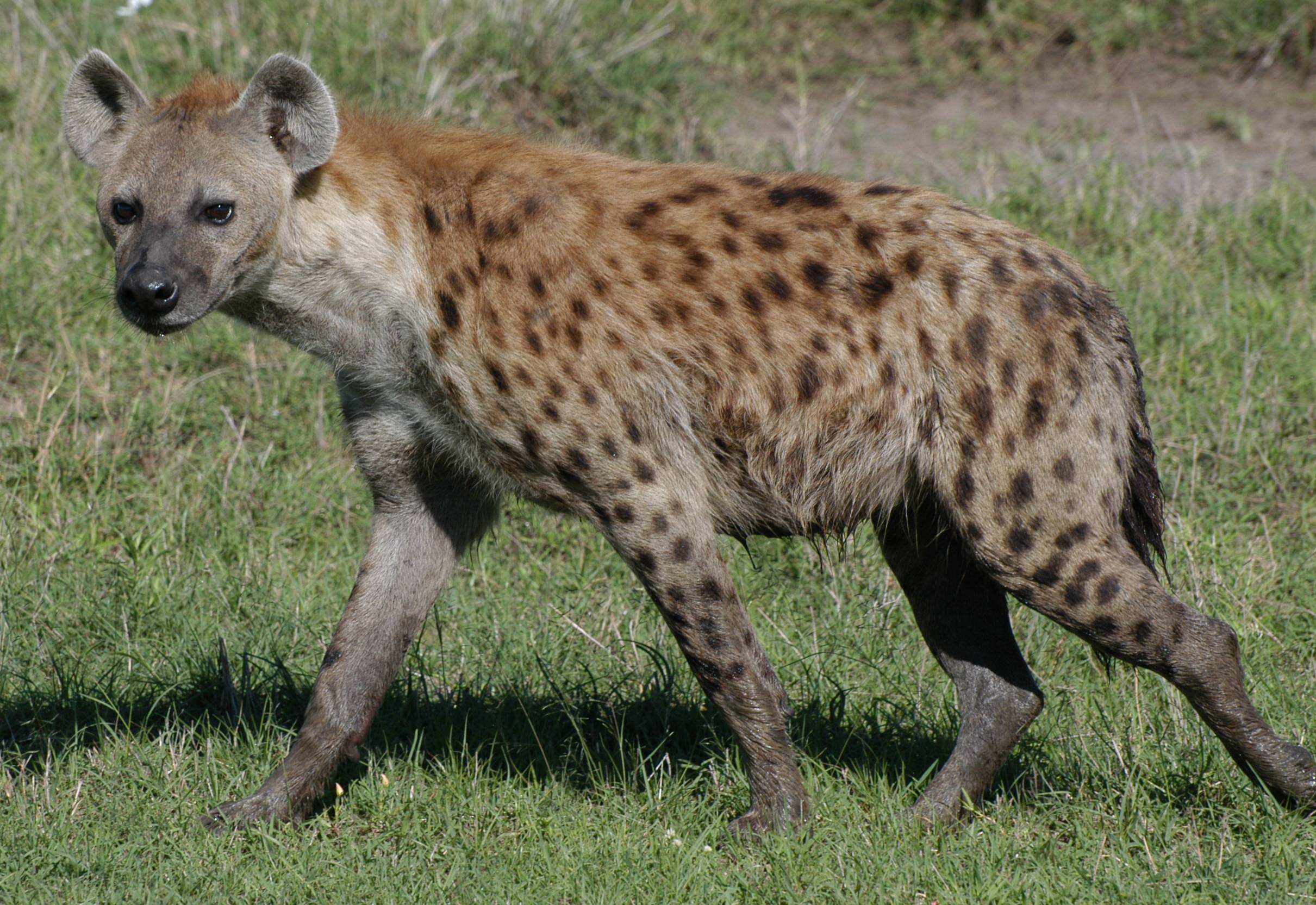 Hyenas Crocuta Crocuta Standing In Open African Savanna