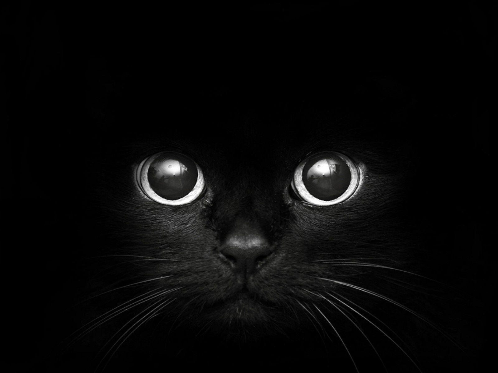 Download Modern Art Black Cat Big Eyes Wallszone Wallpaper