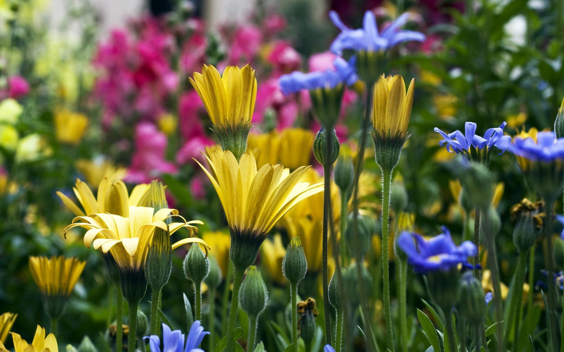 Flower Background Wallpaper Desktop