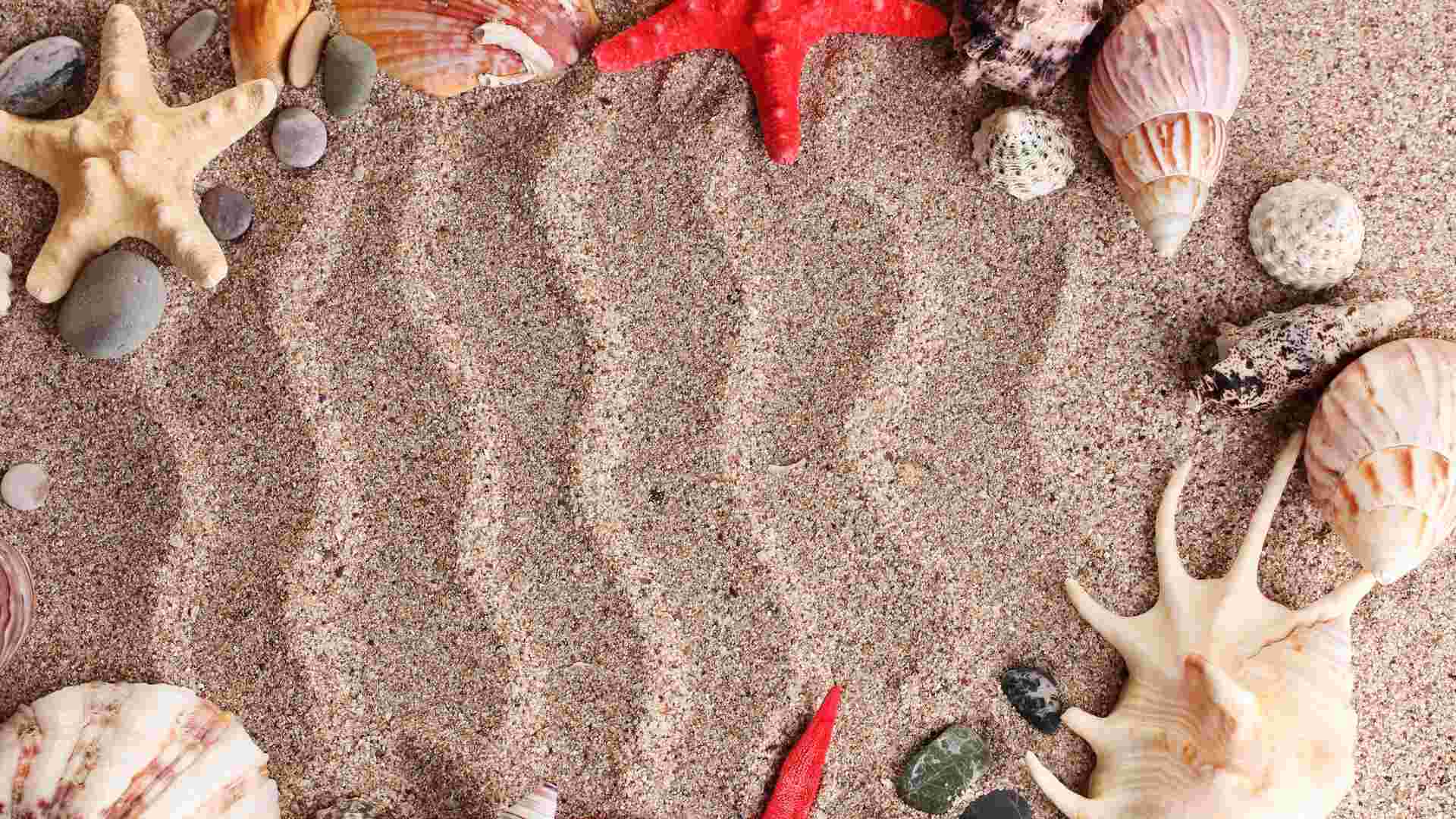 Seashells Wallpaper Border