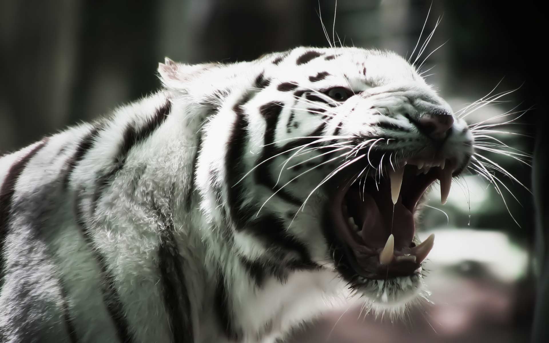 Most Downloaded Angry Tiger Wallpapers