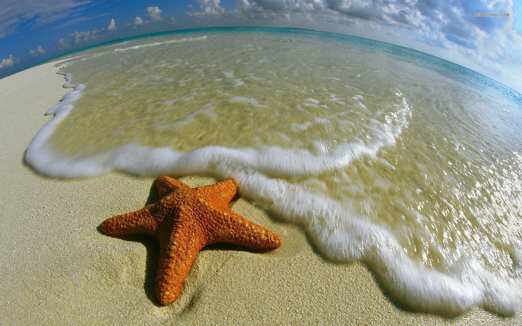 Starfish wallpaper #