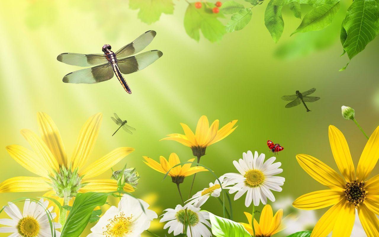 Dragonflies Wallpapers - Wallpaper Cave