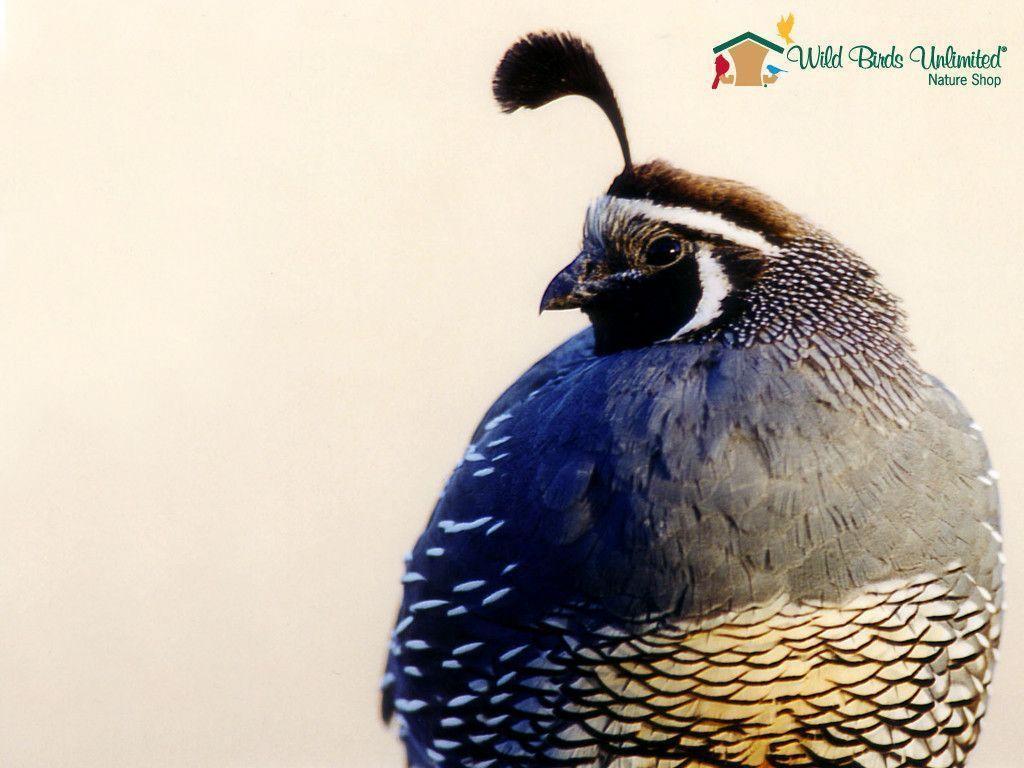 Quail Wallpapers - Wallpaper Cave