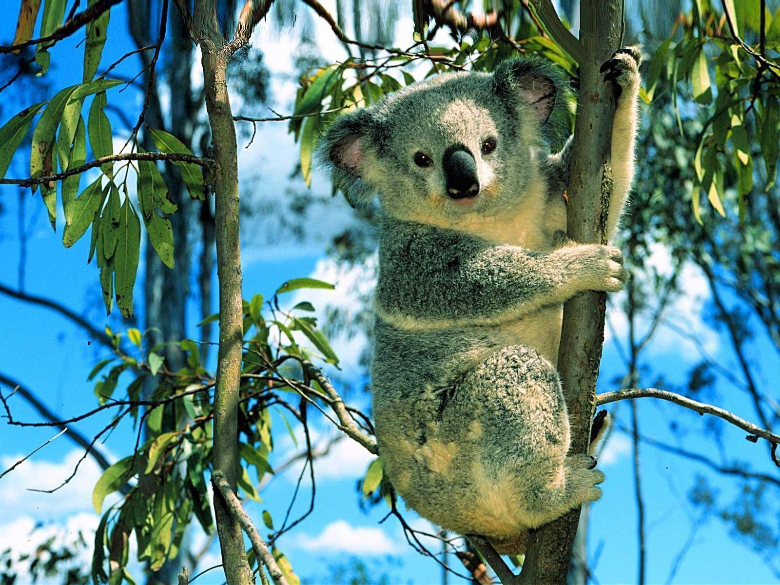 Koala Bear desktop wallpaper