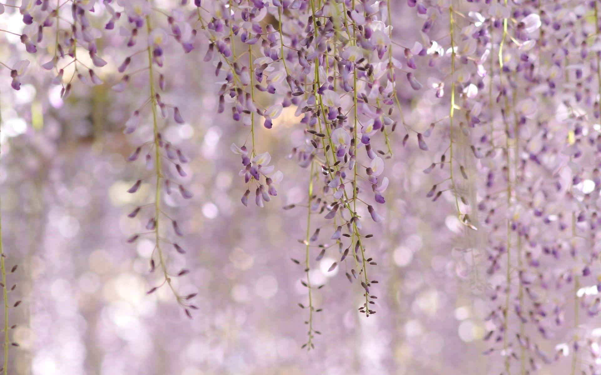 Wisteria Floribunda Royal Purple Flowers HD Wallpaper