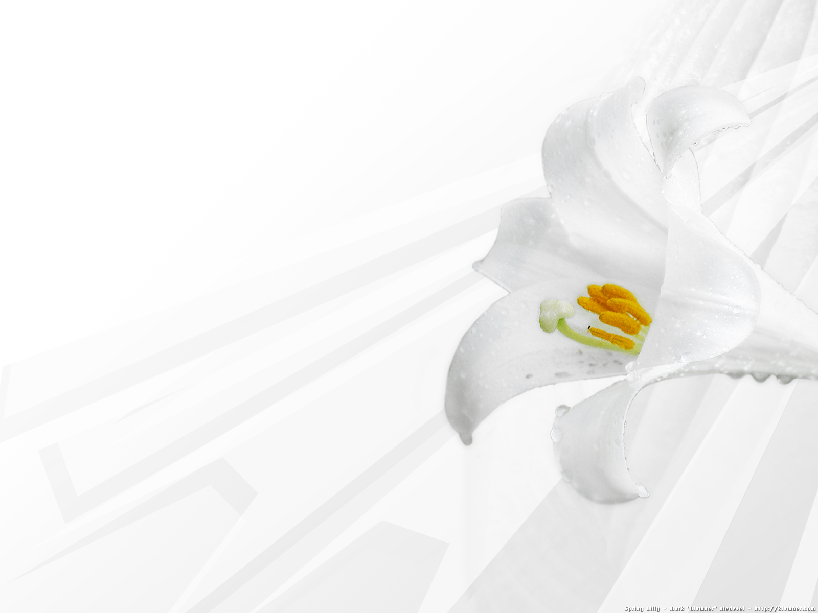 Lily Wallpapers - Wallpaper Cave