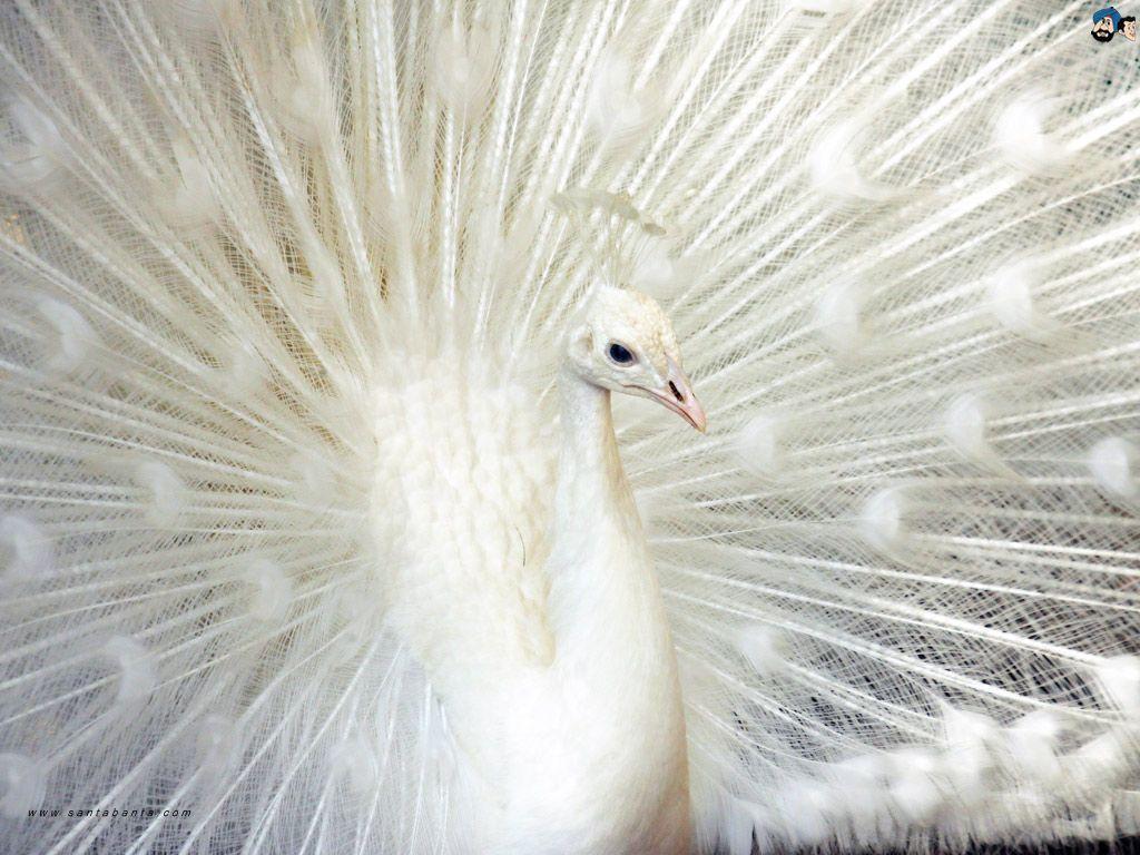 Animals For > White Peacock Bird Wallpaper