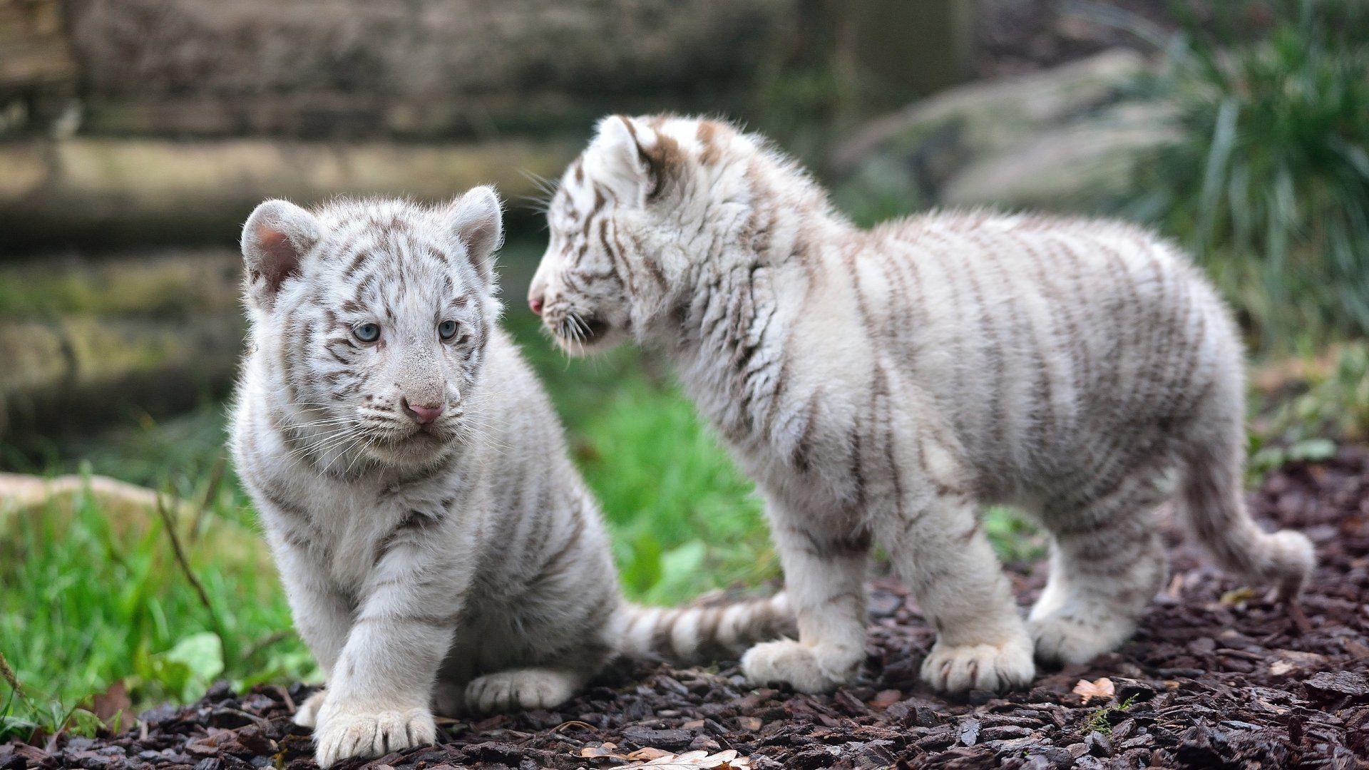 Baby White Tiger Wallpapers