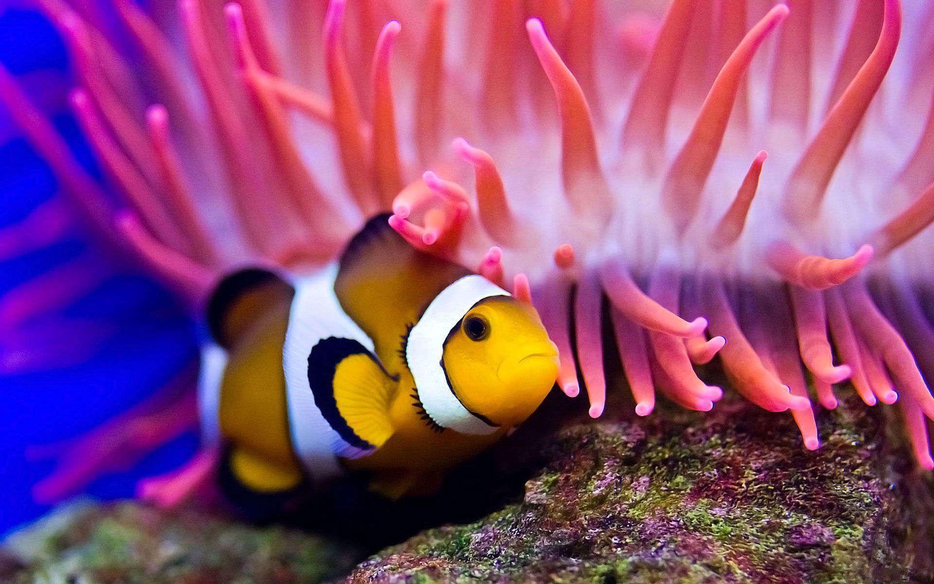 Clown Fish Wallpaper. Sky HD Wallpaper