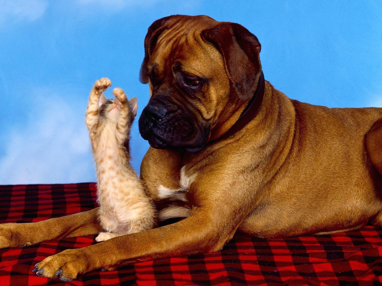 Boxer Dog Wallpapers Border HD Wallpapers Pictures