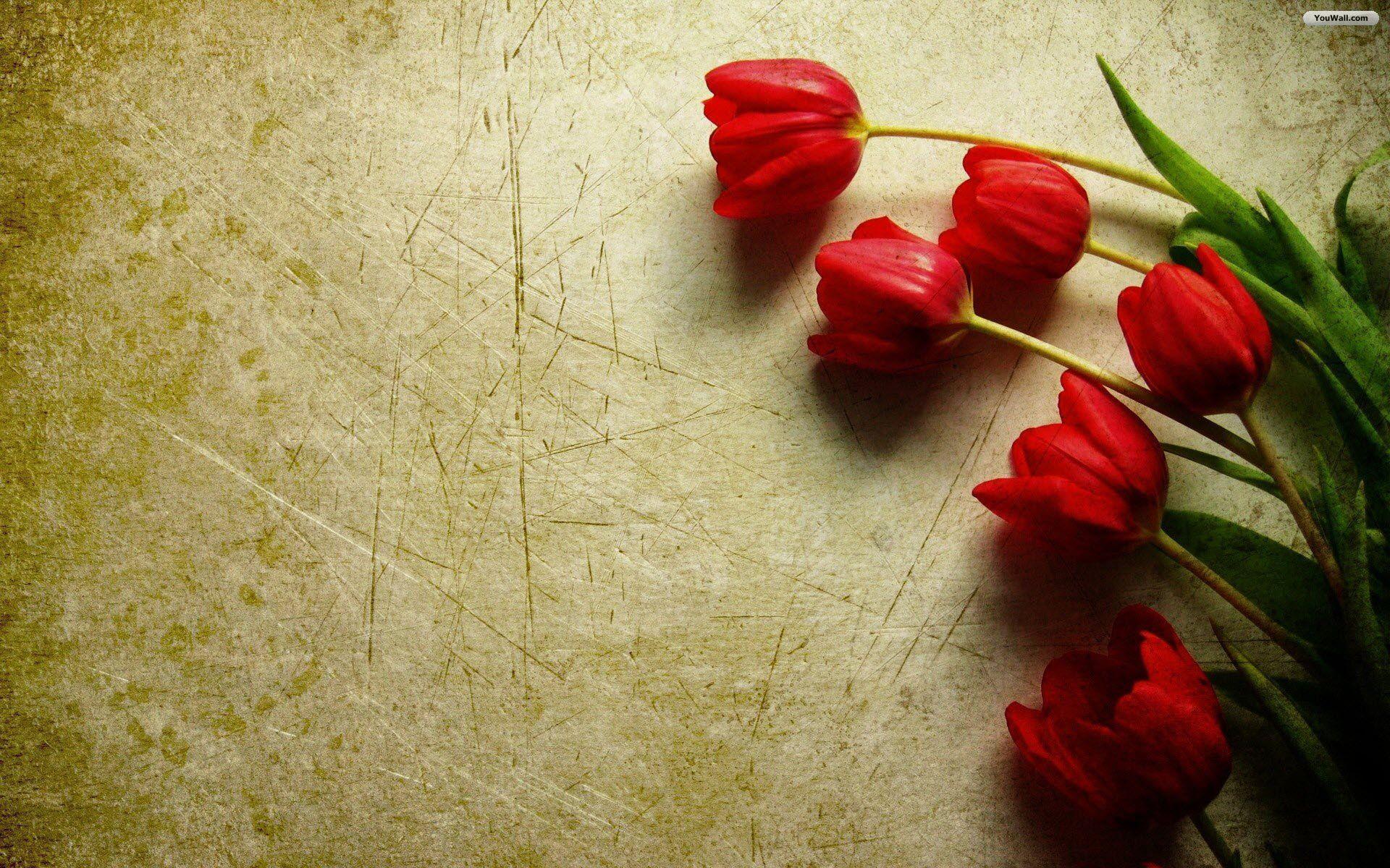 Red Tulips HD Wallpaper. HD Wall Cloud