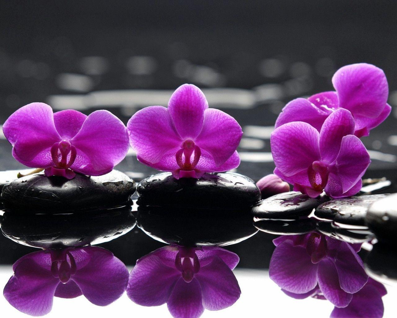 Pix For > Purple Orchid Wallpaper
