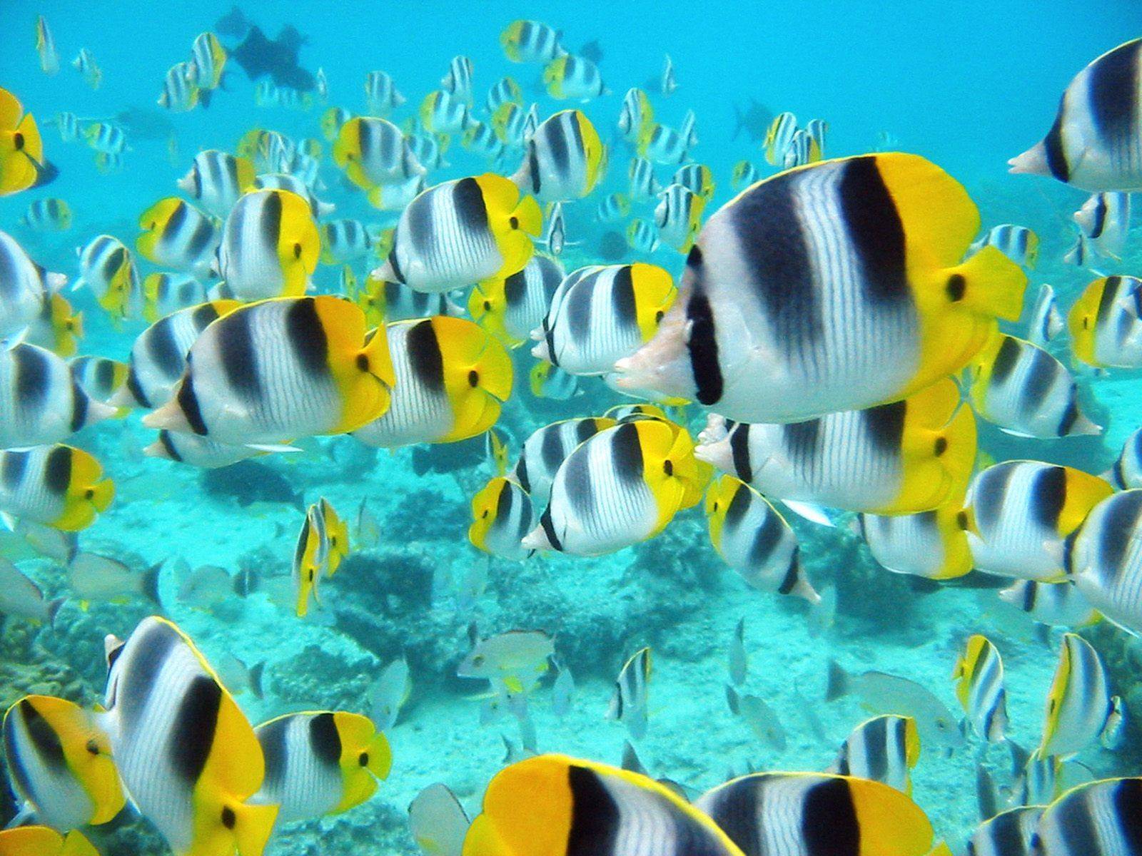 Marine Life Life Wallpaper