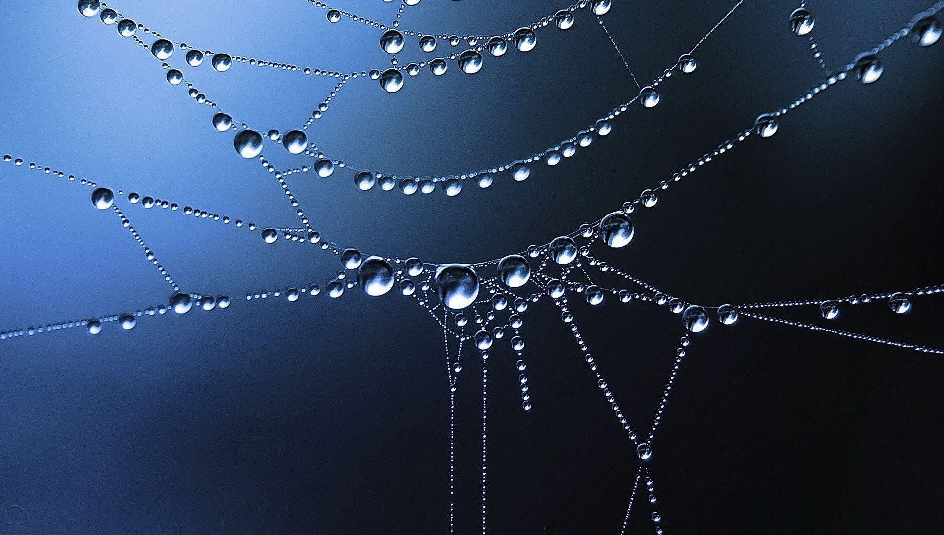 Frozen Waterdrops on Spider Web Free and Wallpaper