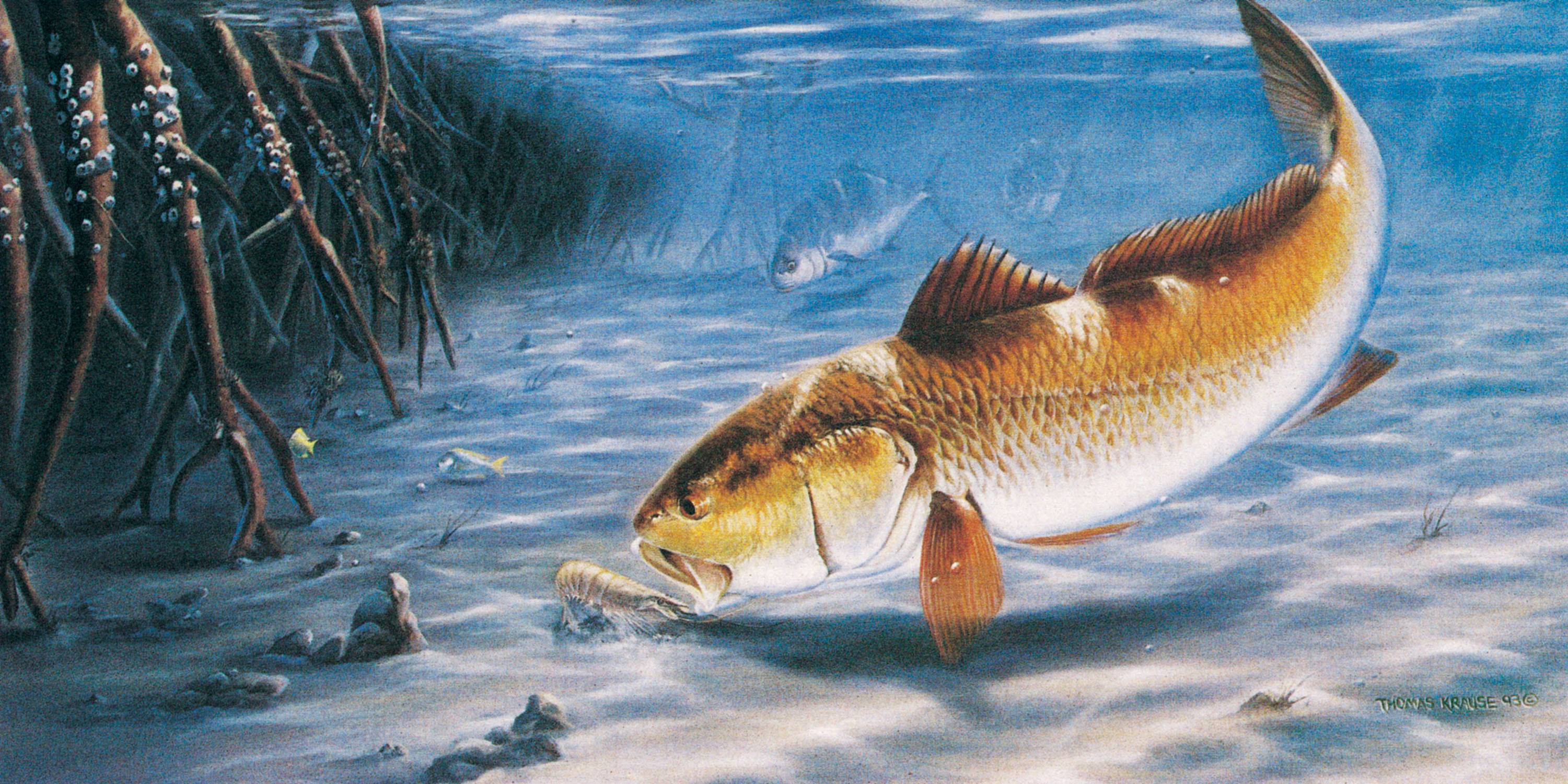 redfish wallpaper