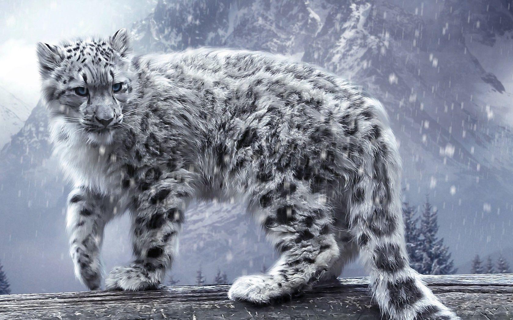 Snow Leopard HD Wallpaper