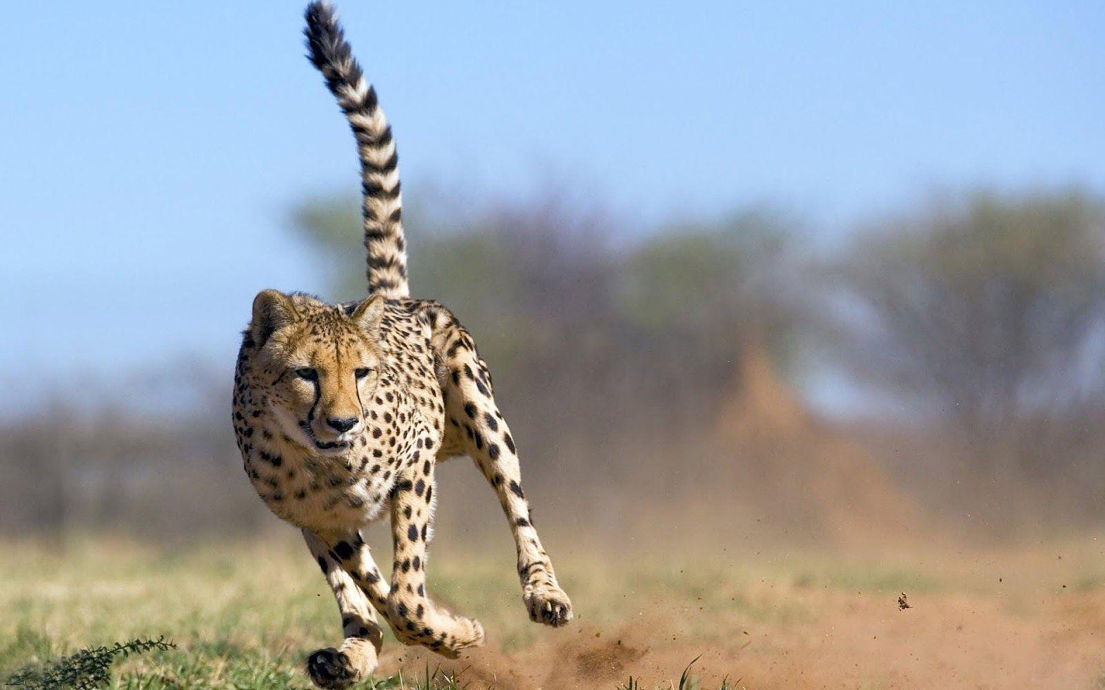 Fast running attacking cheetah