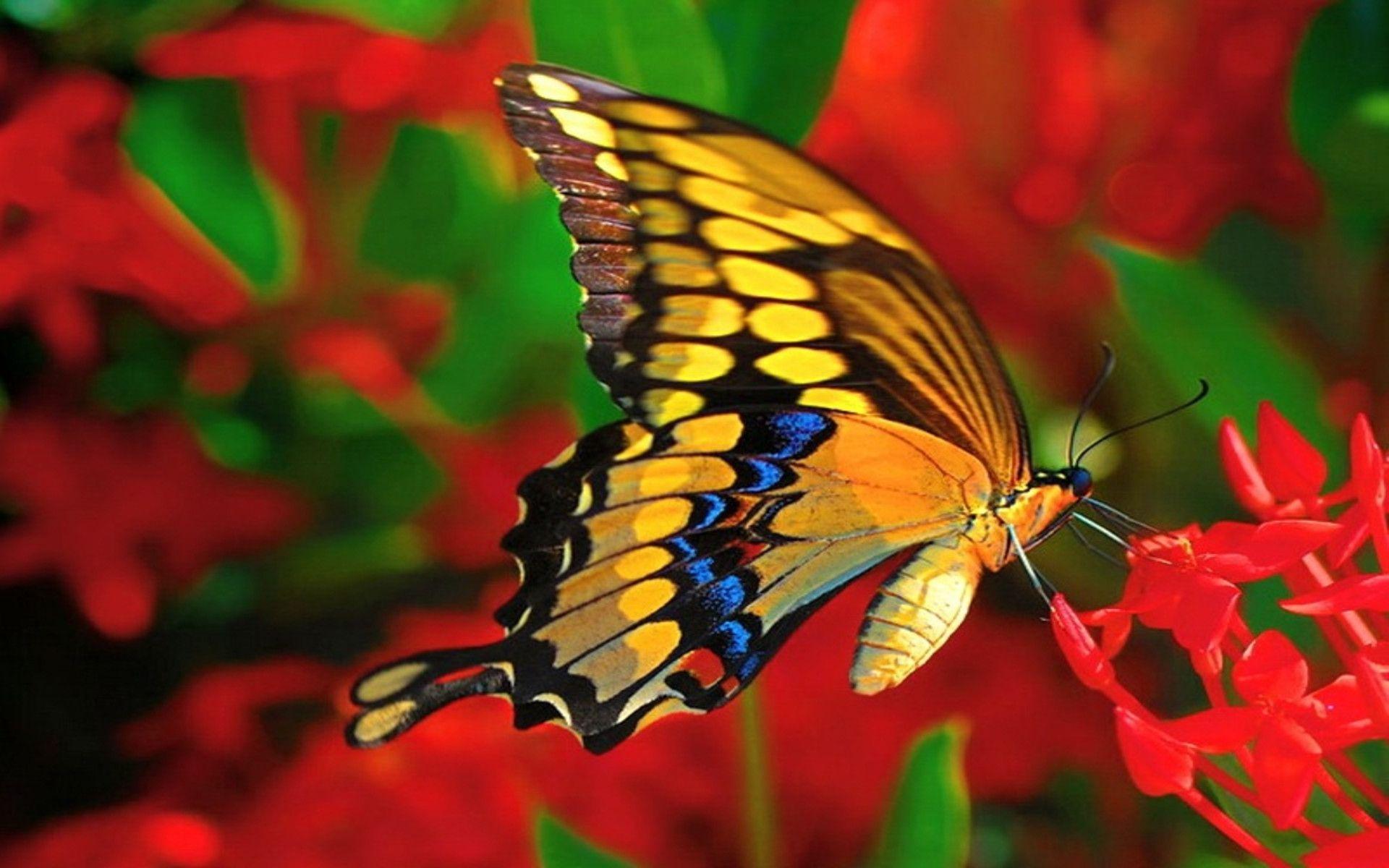 Цветок красные бабочки. Олимпиус Инферно бабочка. Красивые бабочки. Тропические бабочки. Разноцветные бабочки.