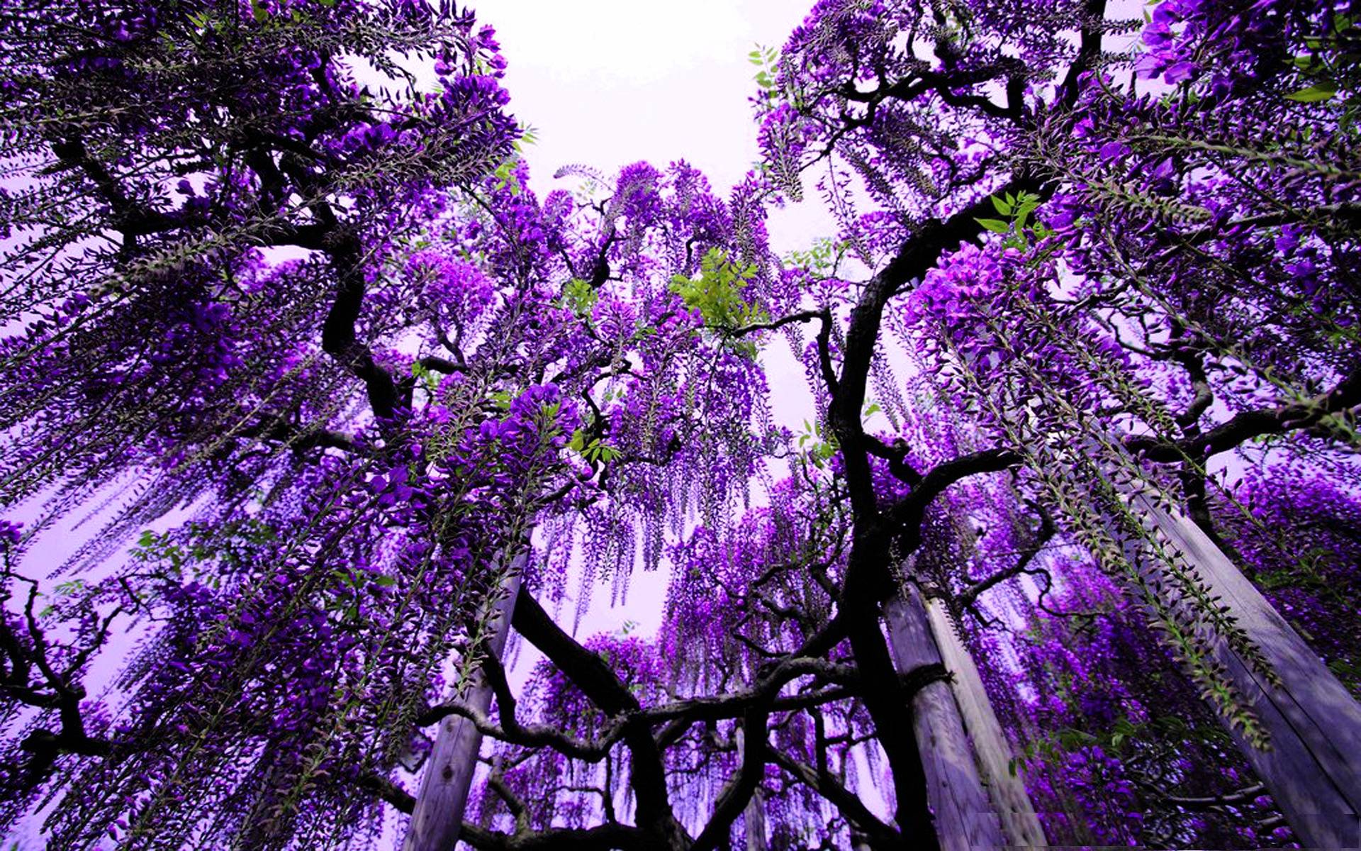violet tree wallpaper