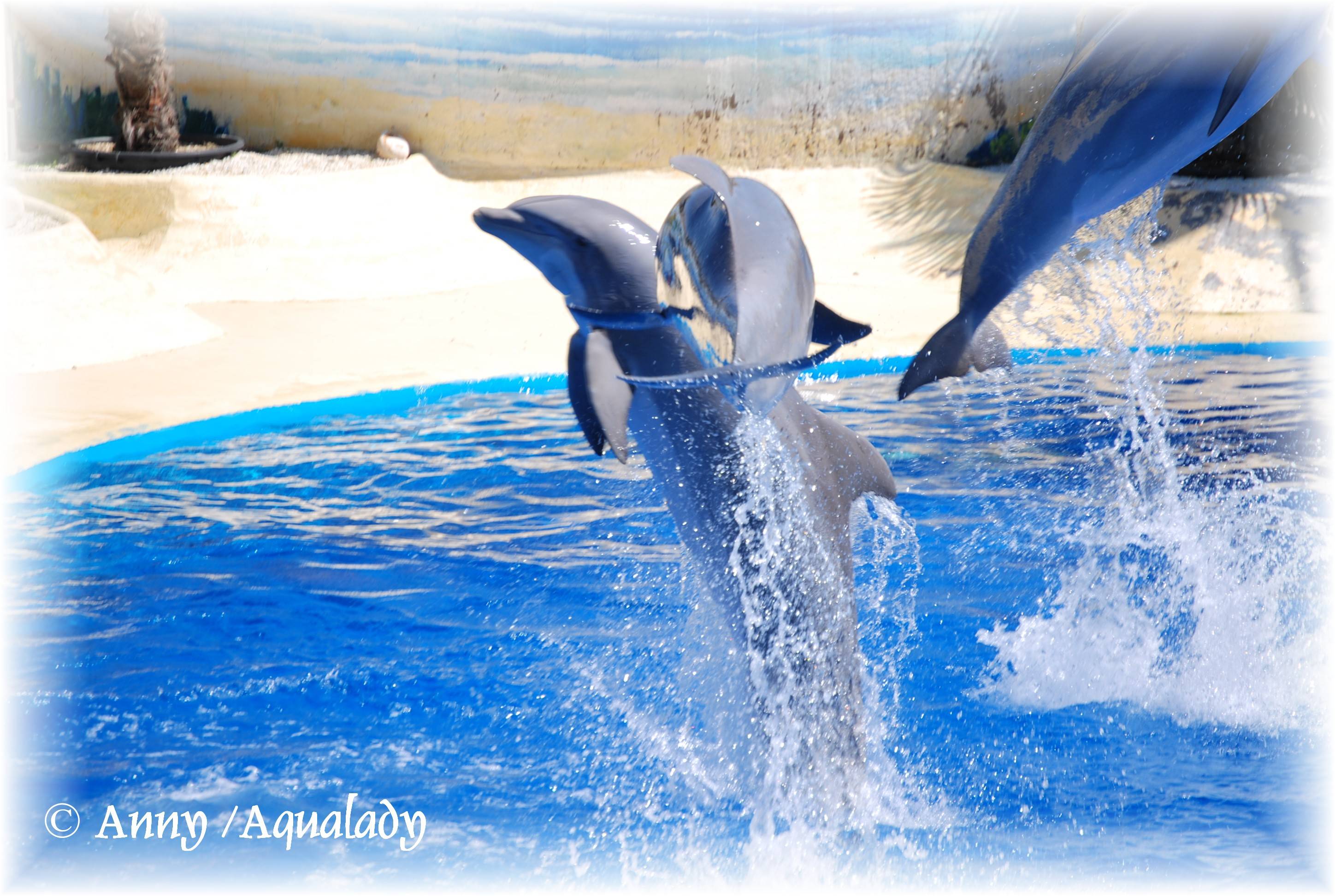 Dolphin Wallpaper (Wallpaper 1 15 Of 15)