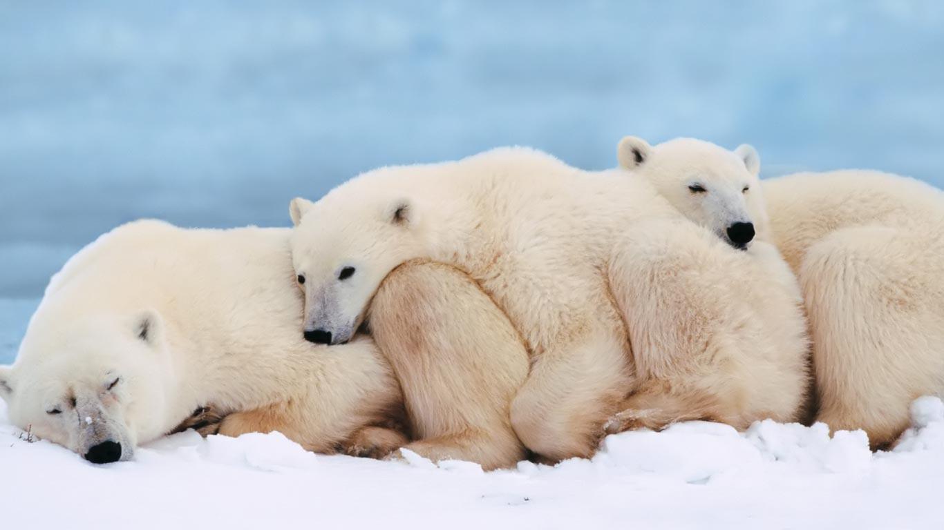 Desktop Wallpaper · Gallery · HD Notebook · Polar bears family PC