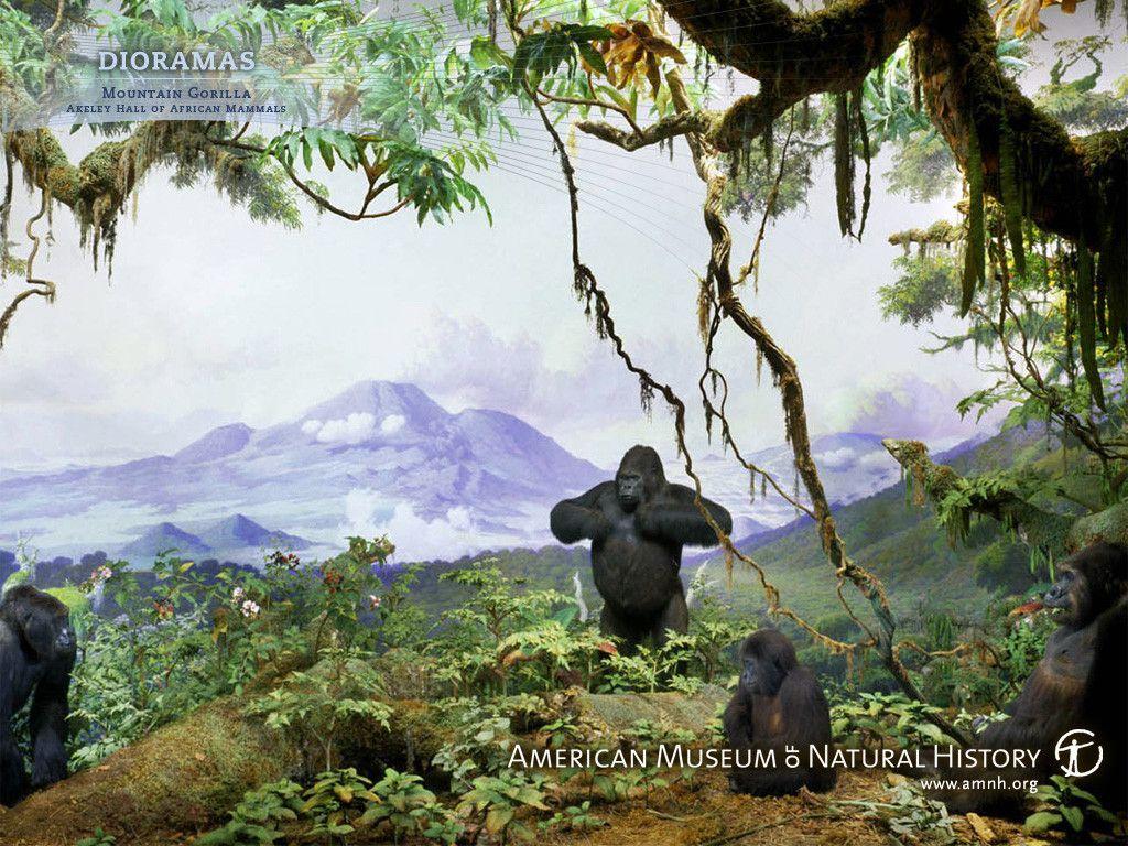 Pin Mountain Gorilla Hq Wallpaper 120677