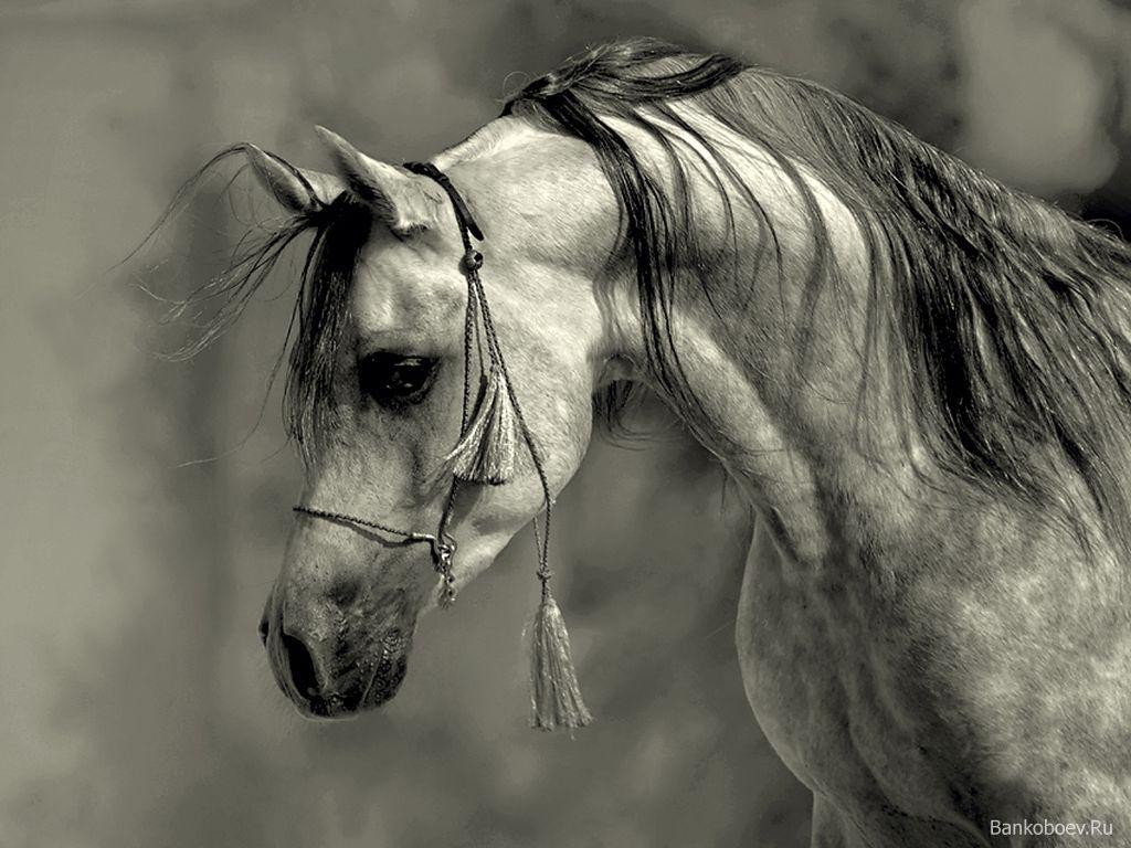 Grey Arabian stallion wallpaper. Wallsev.com Free HD