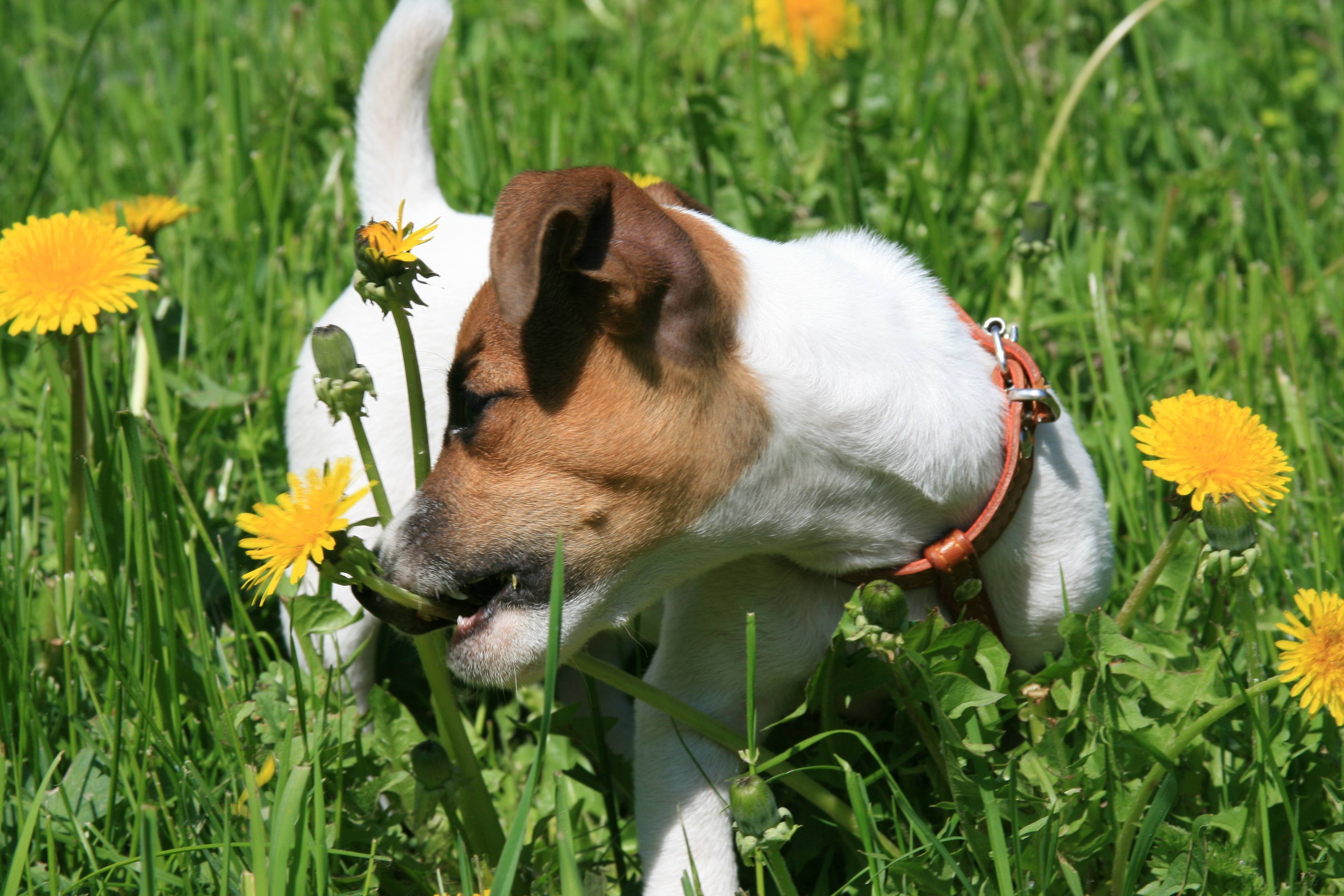 Download wallpaper Dogs, dog, Jack Russell Terrier, puppy free