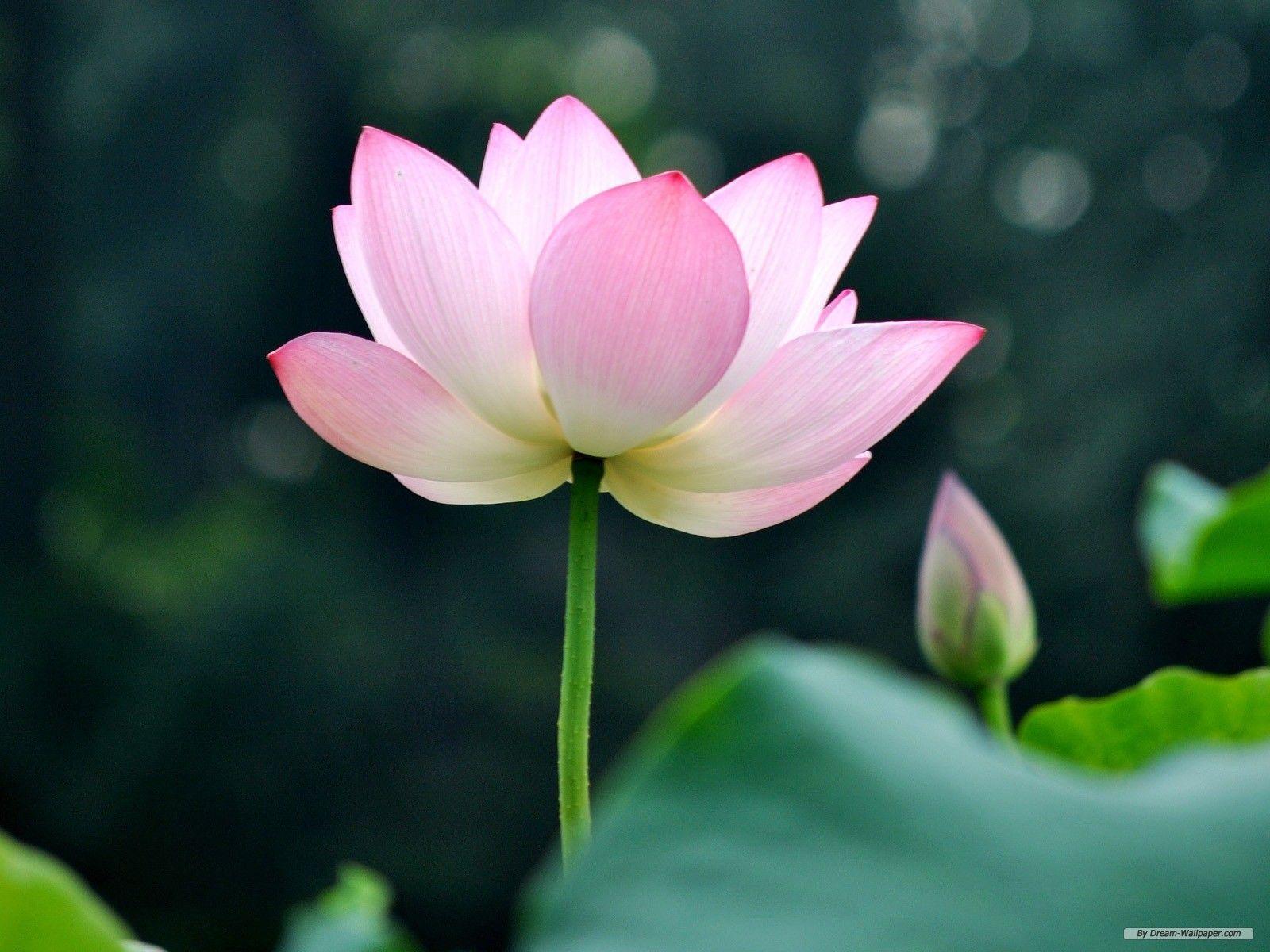 Free Wallpaper Flower wallpaper 2 wallpaper