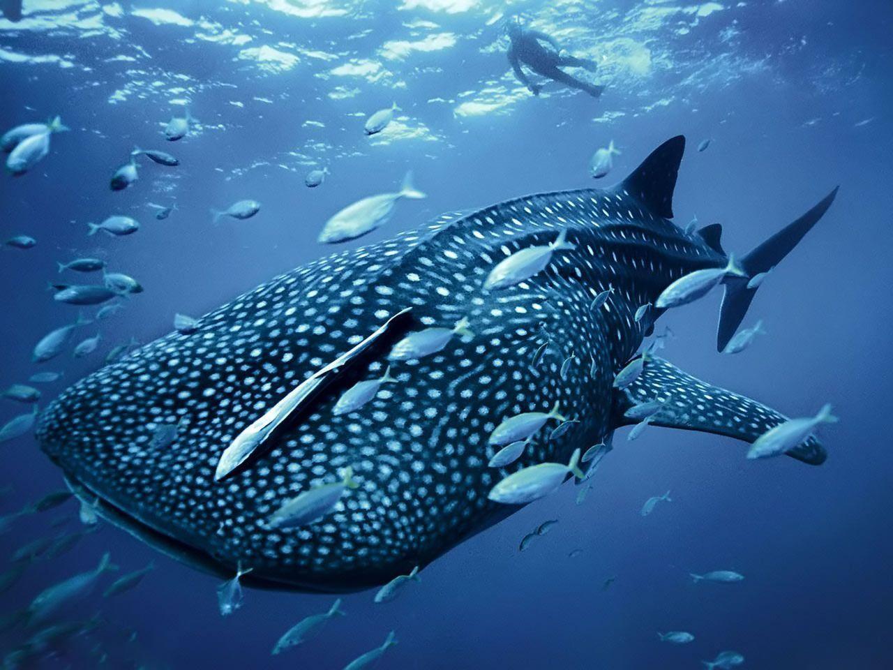 Desktop Wallpaper · Gallery · Animals · Whale Shark. Free