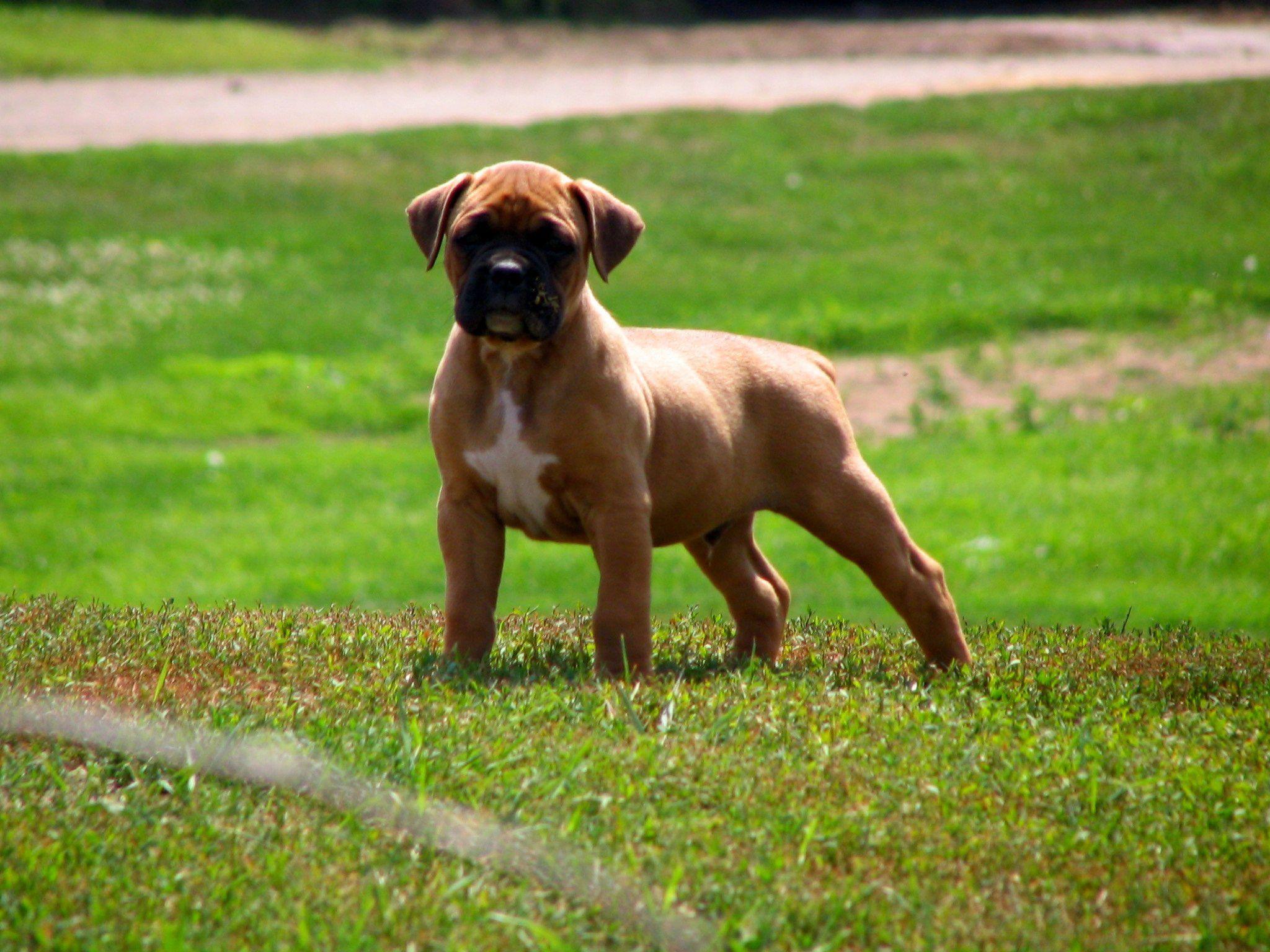 Boxer Dog Wallpapers