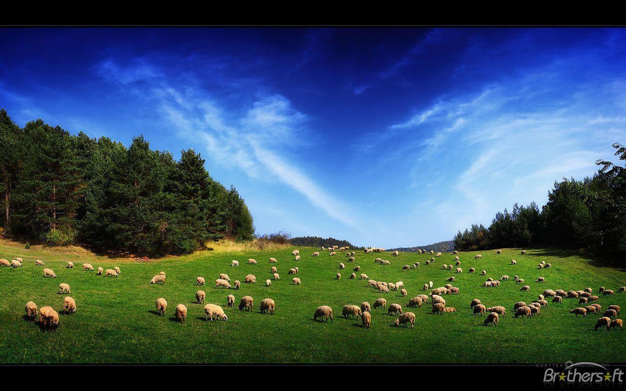 Download Free Free Sheep Land Wallpaper, Free Sheep Land Wallpaper