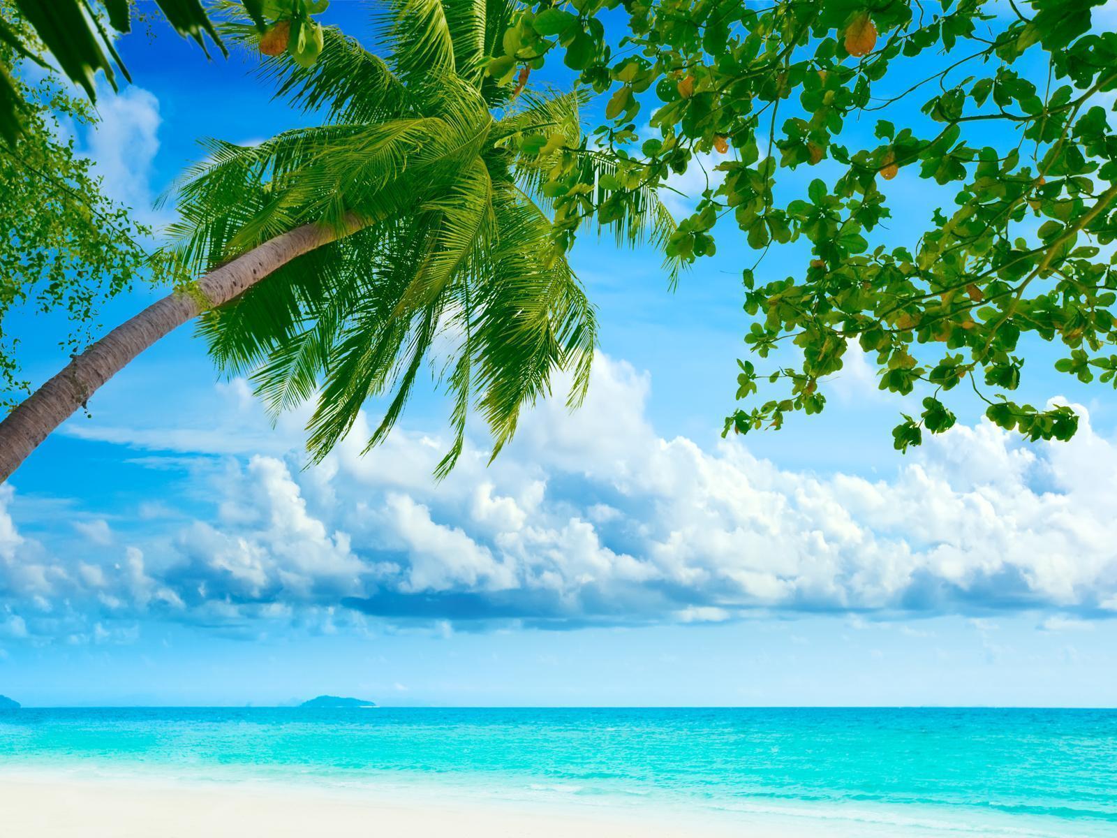 Cool Tropical Beach Tangledwing Png Desktop Wallpaper 1600x1200PX