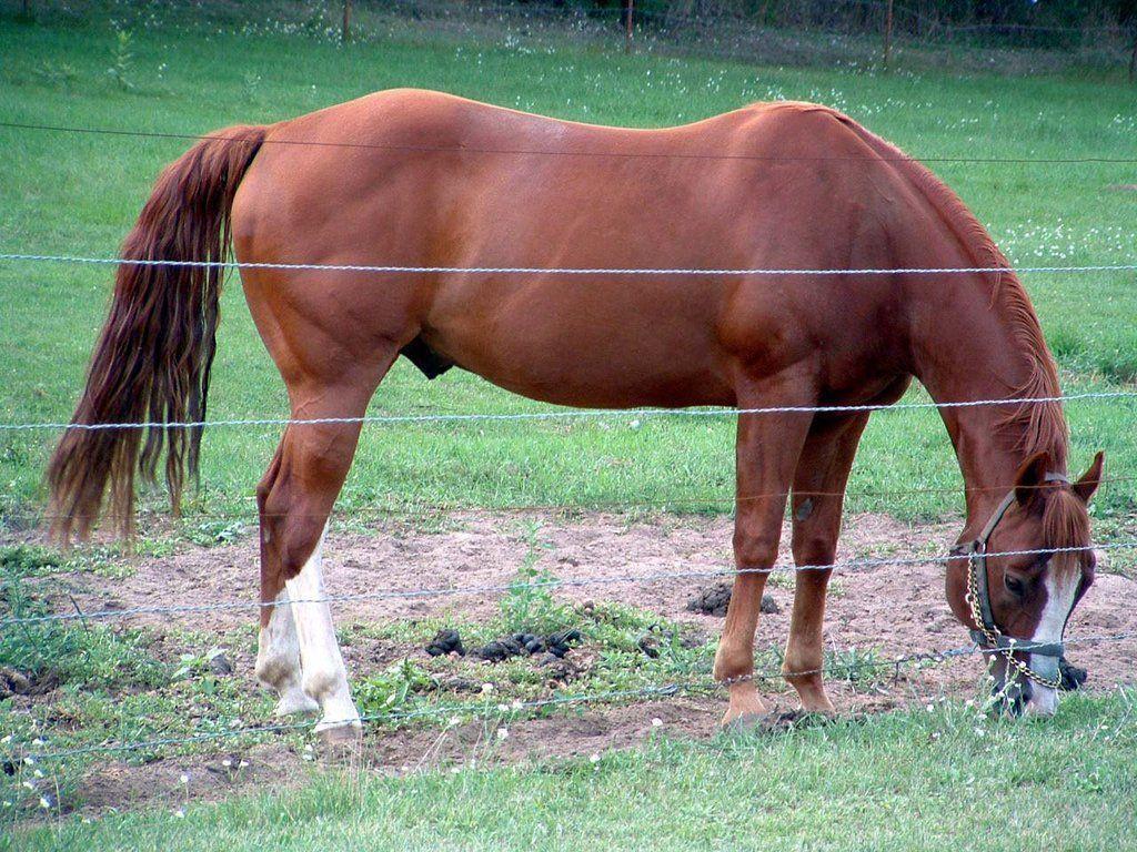 American Quarter Horse HD wallpaper. American Quarter Horse