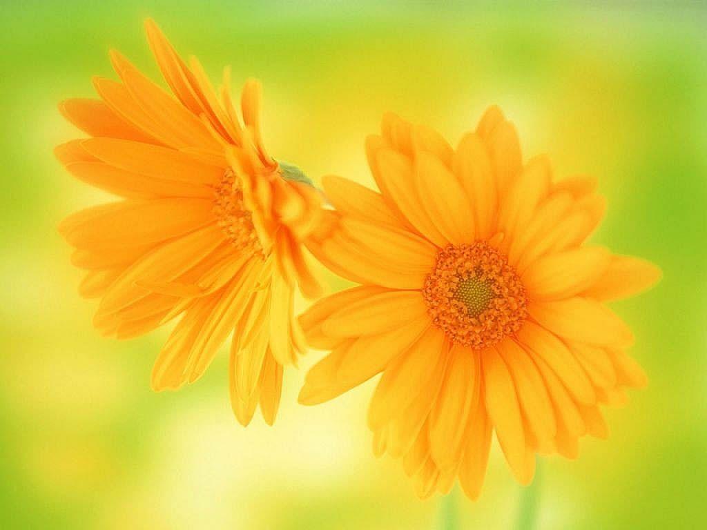 flowers for flower lovers.: Daisy flowers HD desktop wallpaper