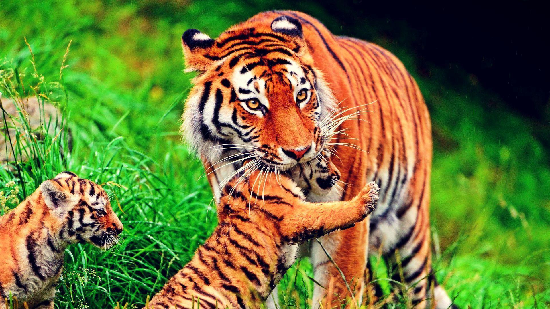 Wallpapers Hd Tiger Hd Backgrounds Wallpapers 31 HD Wallpapers