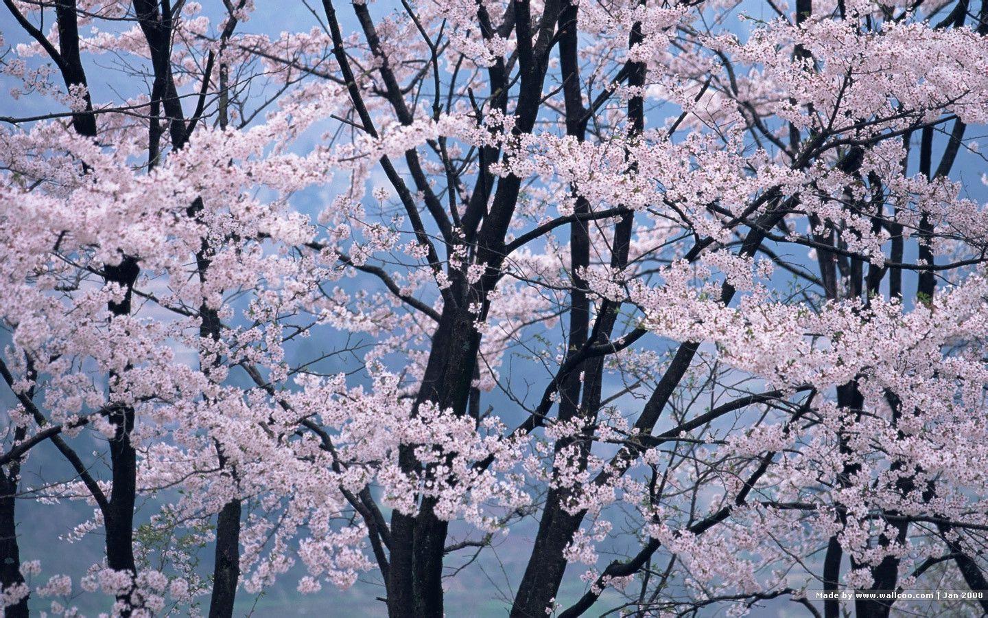 1440*900 Japanese Sakura wallpapers