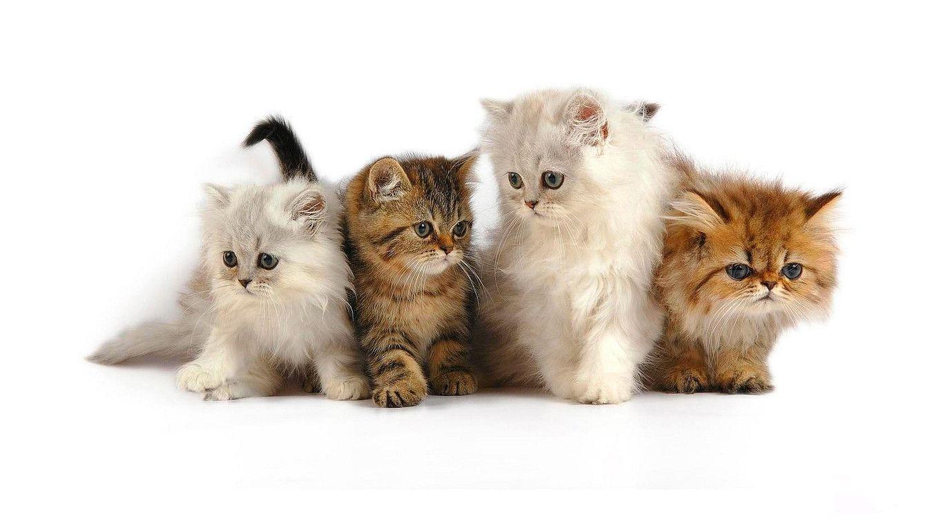 Animal Cute Cat Macro Wallpaper Desktop Wallpaper. High