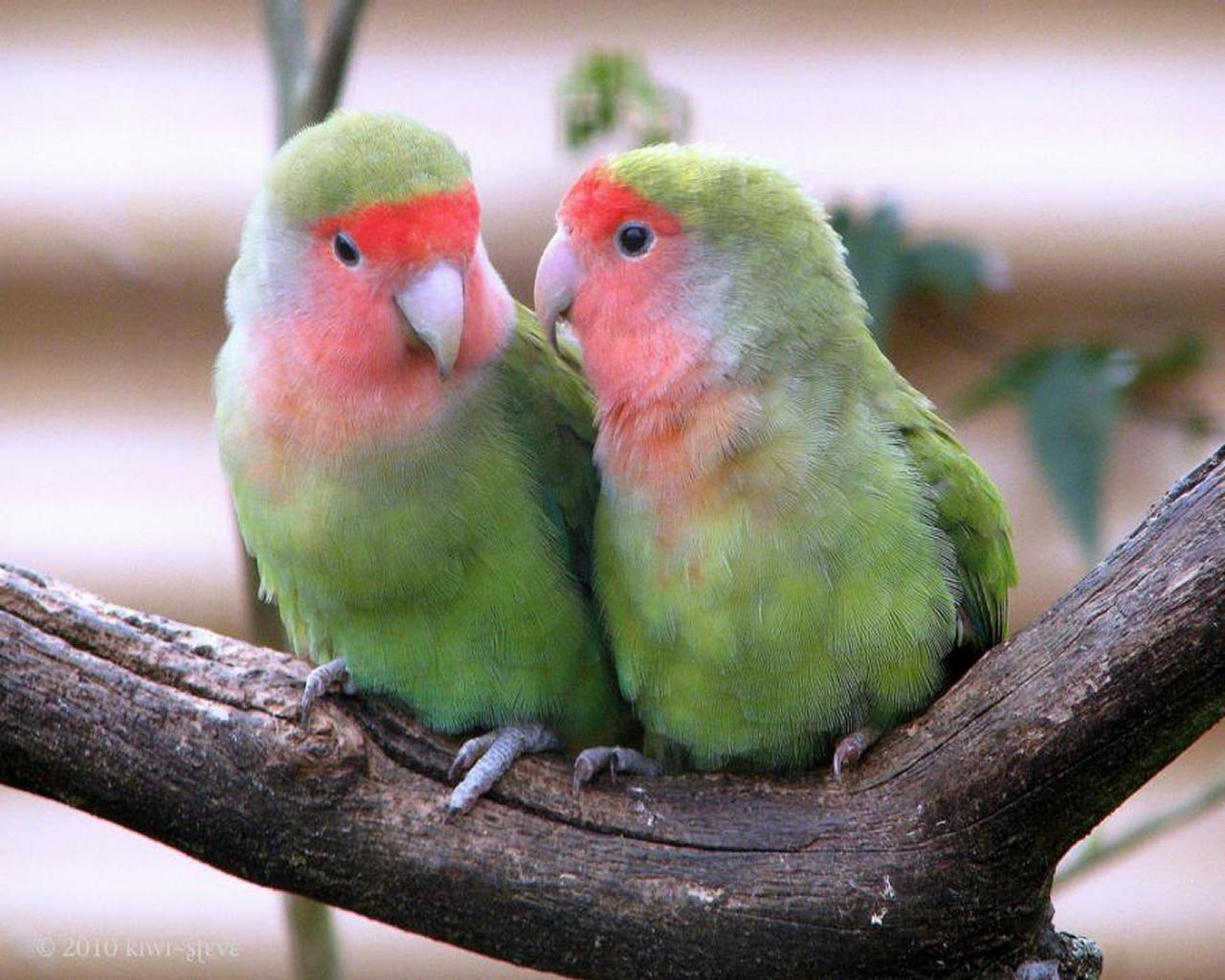  Love  Birds  Wallpapers  Wallpaper  Cave