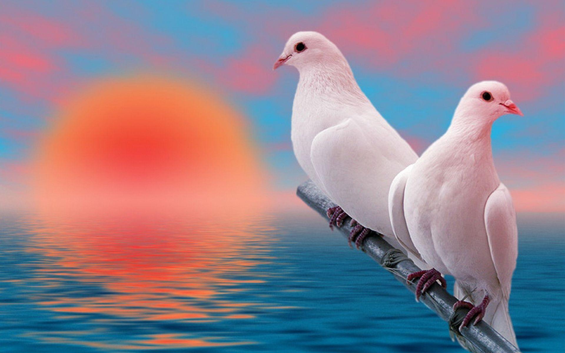 White Doves Birds HD Wallpaper Free Download. HD Free Wallpaper