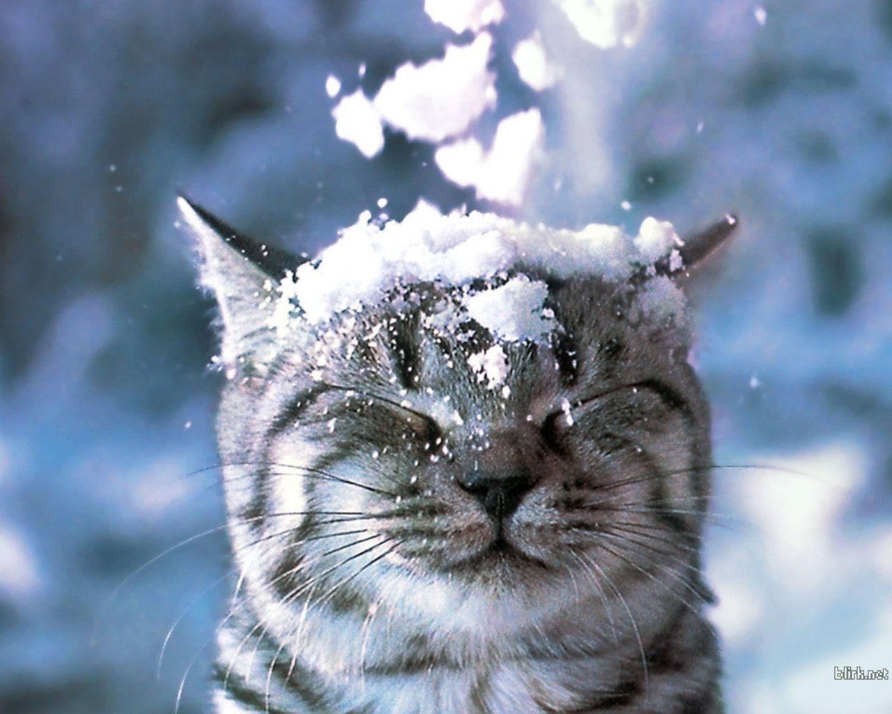Cat in Snow Wallpaper Desktop Wallpaper